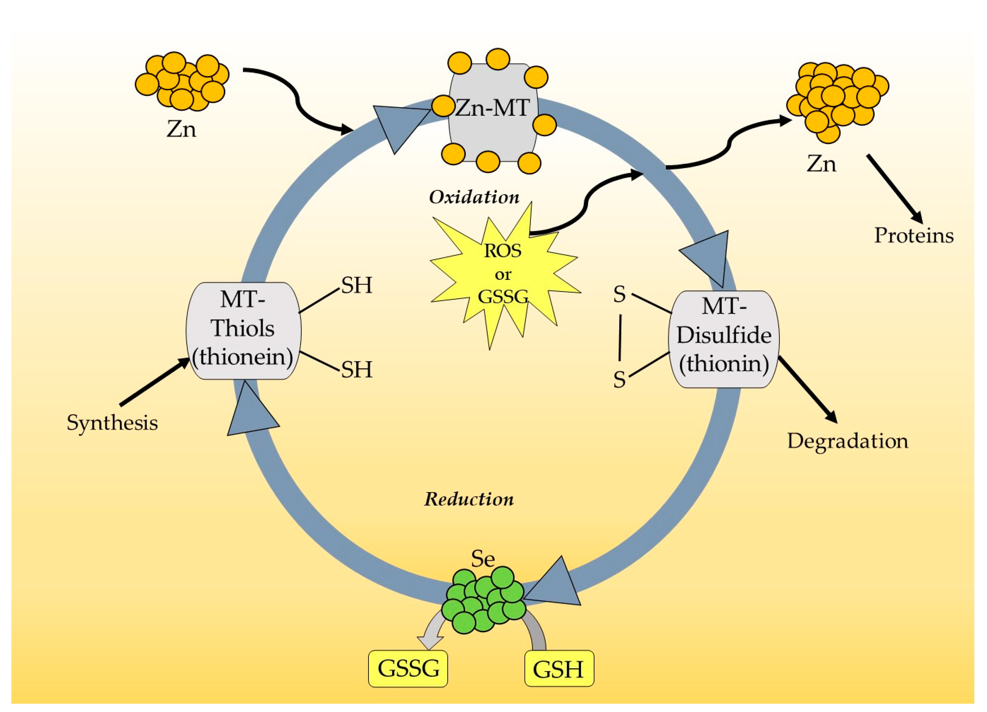 Antioxidants 12 01251 g002