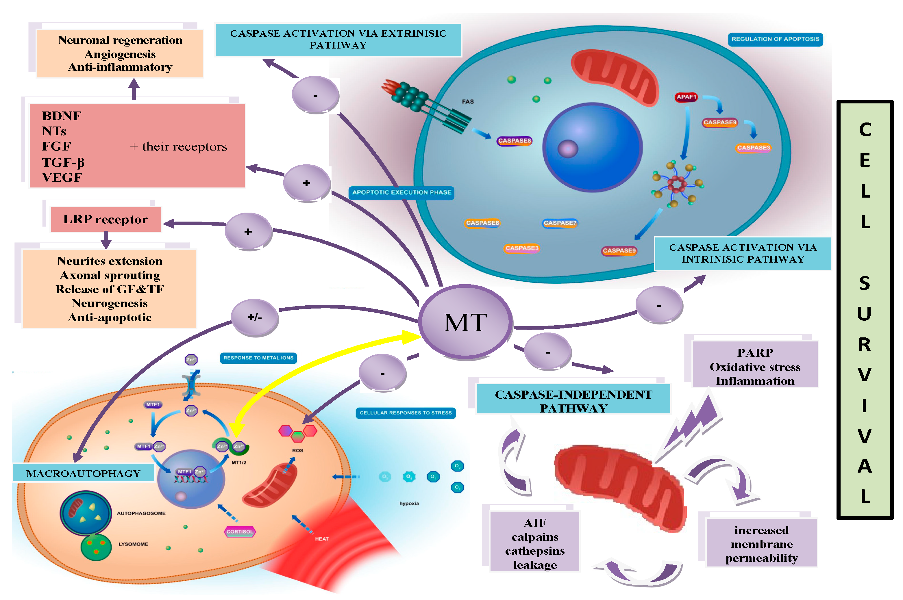 Antioxidants 12 01251 g003
