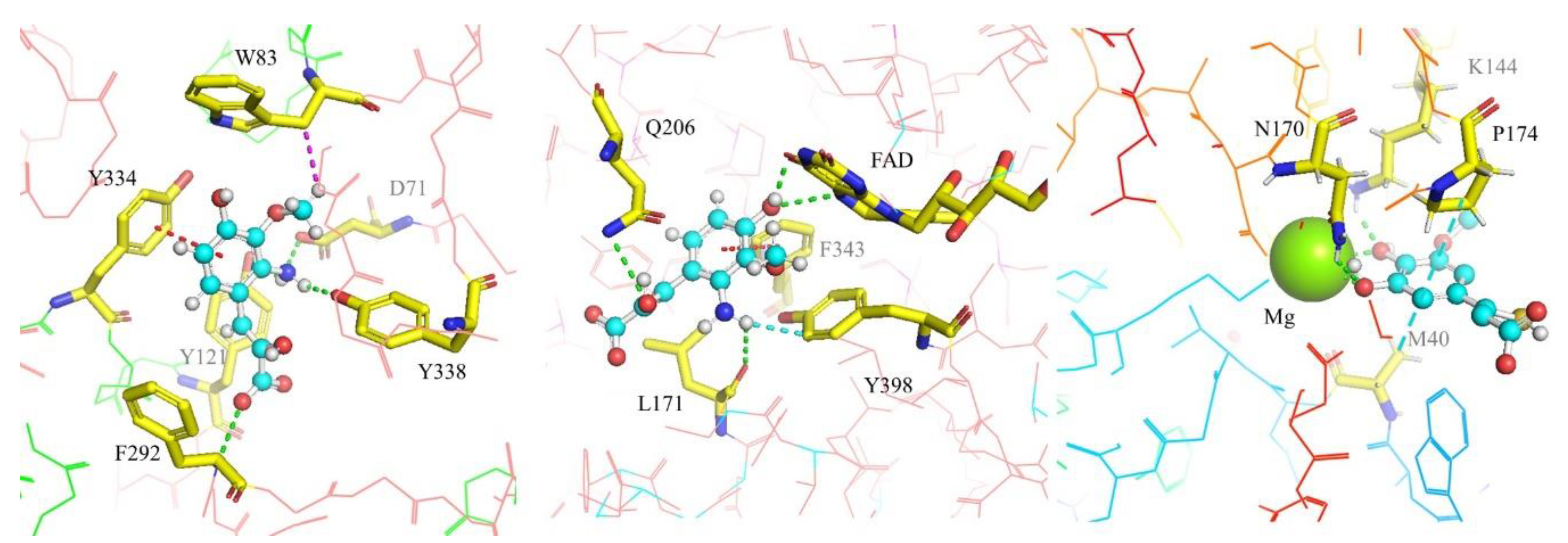Antioxidants 12 01256 g006 Antioxidants 12 01256 g006