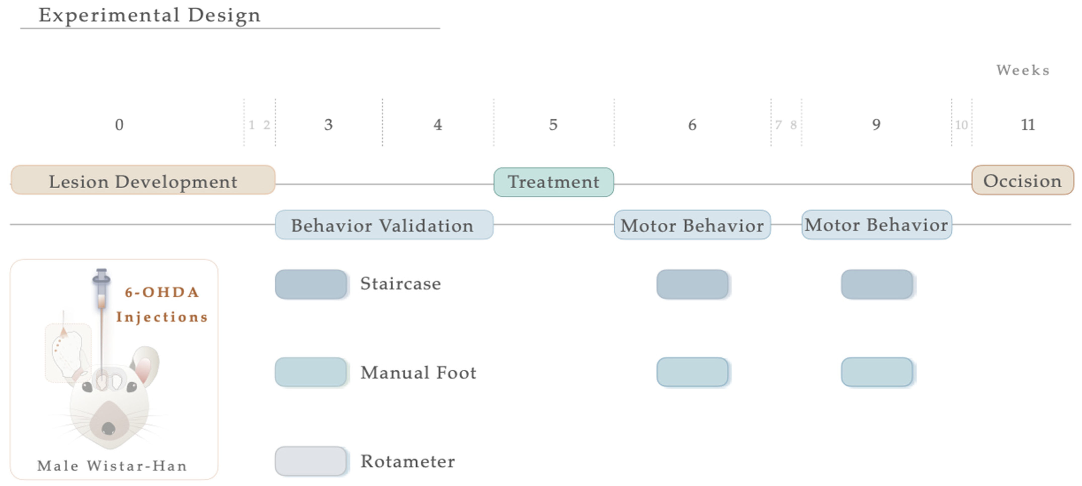Antioxidants 12 01257 g001 Antioxidants 12 01257 g001