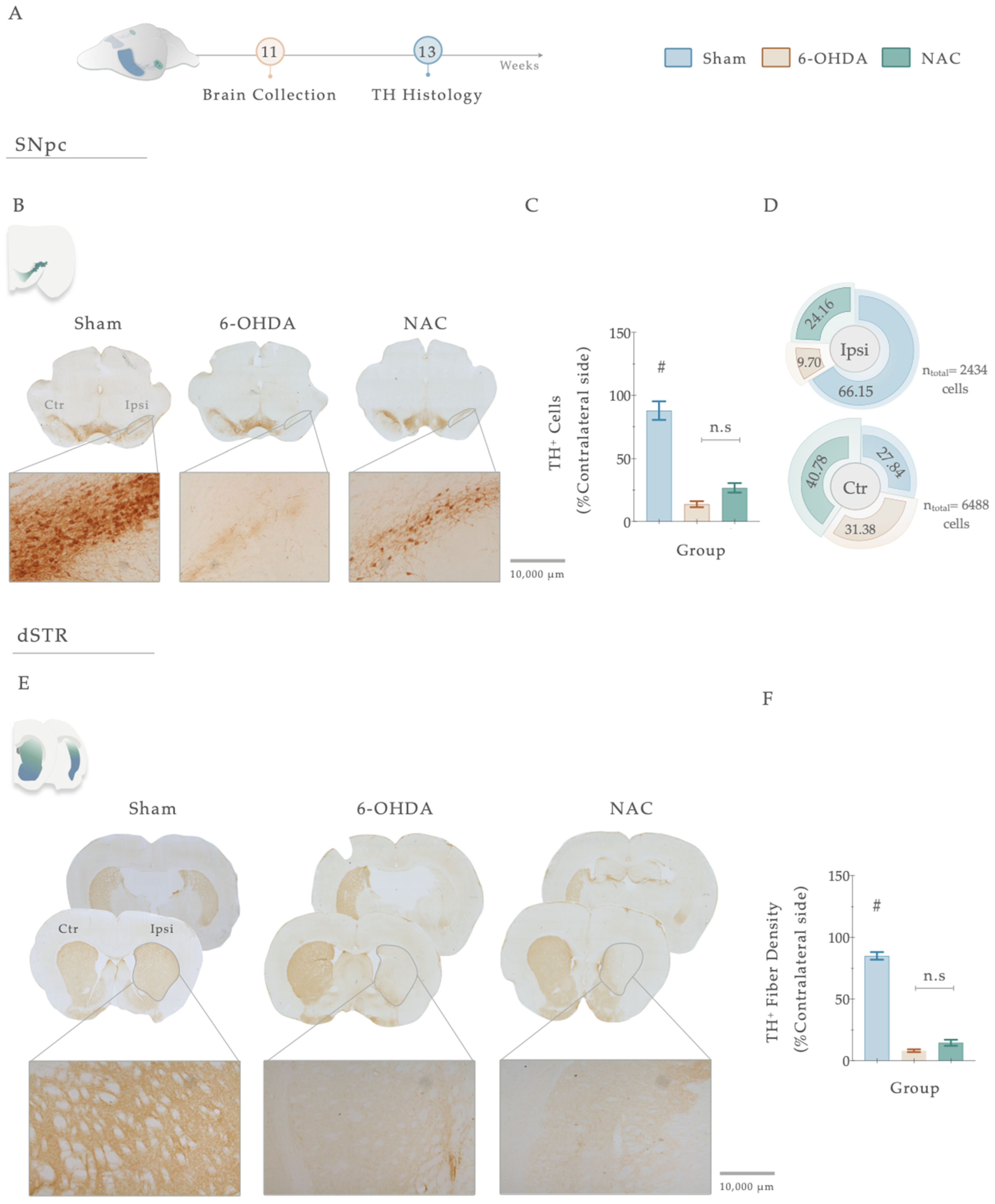 Antioxidants 12 01257 g006 Antioxidants 12 01257 g006