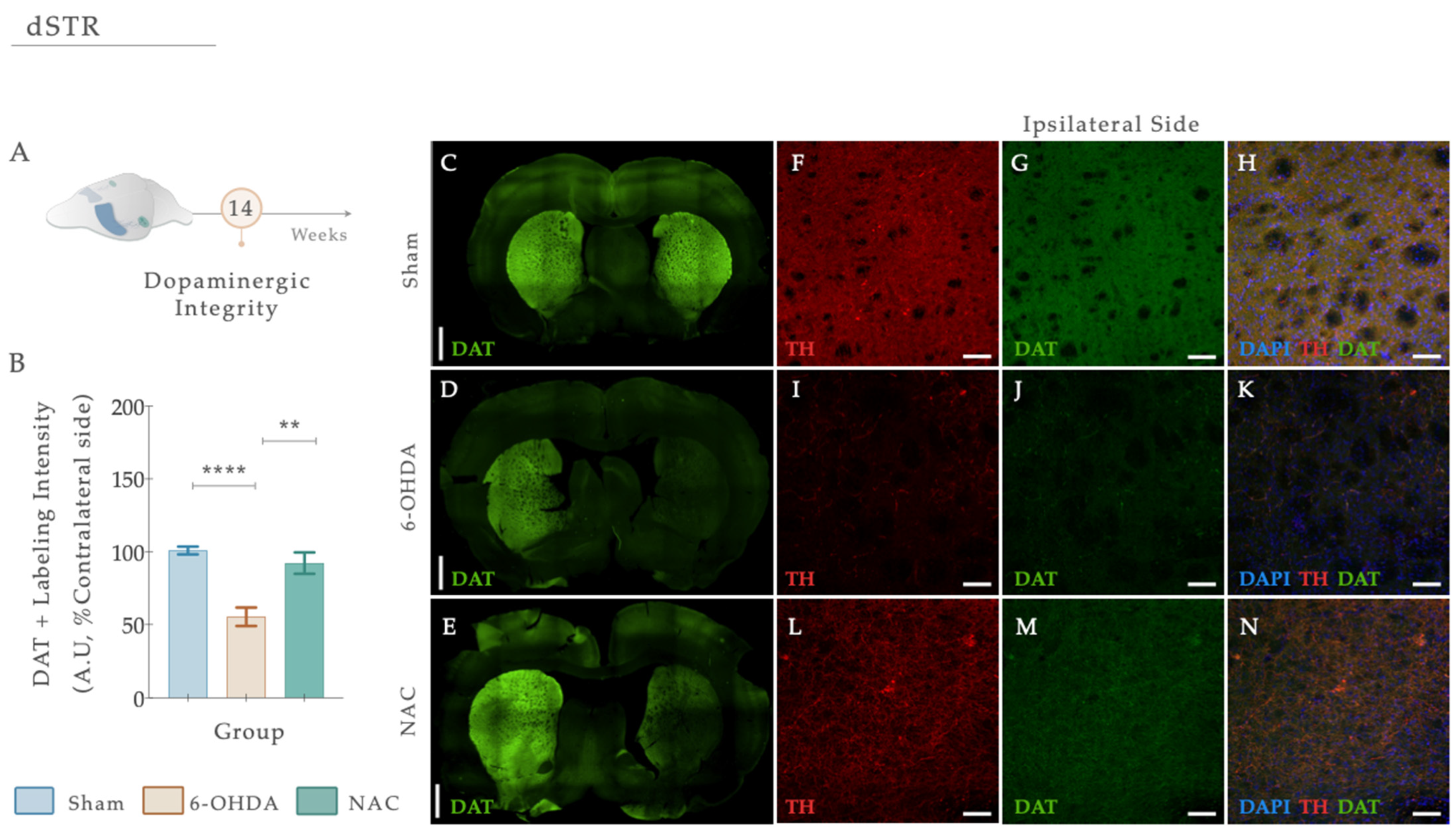 Antioxidants 12 01257 g007 Antioxidants 12 01257 g007