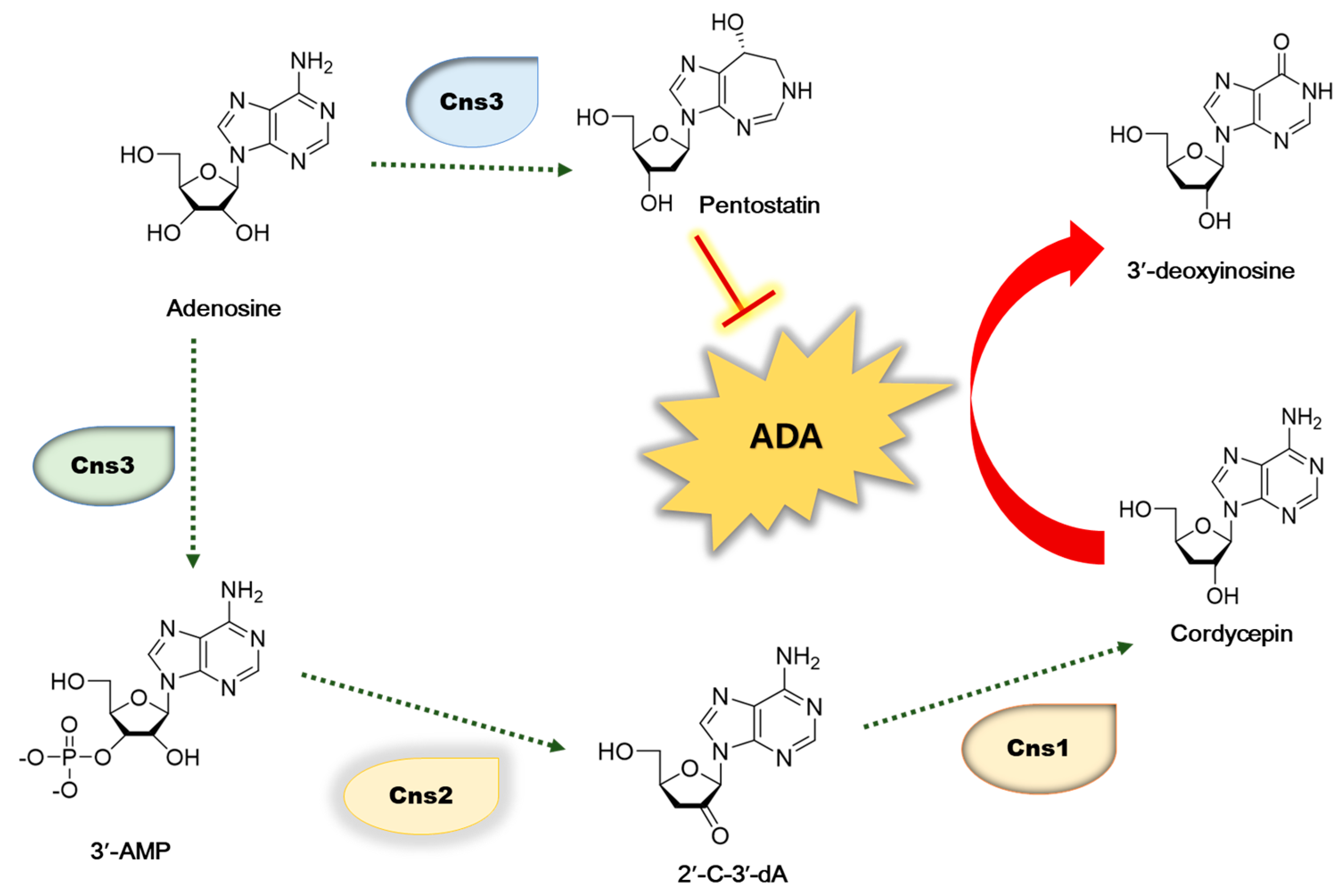 Antioxidants 12 01260 g001