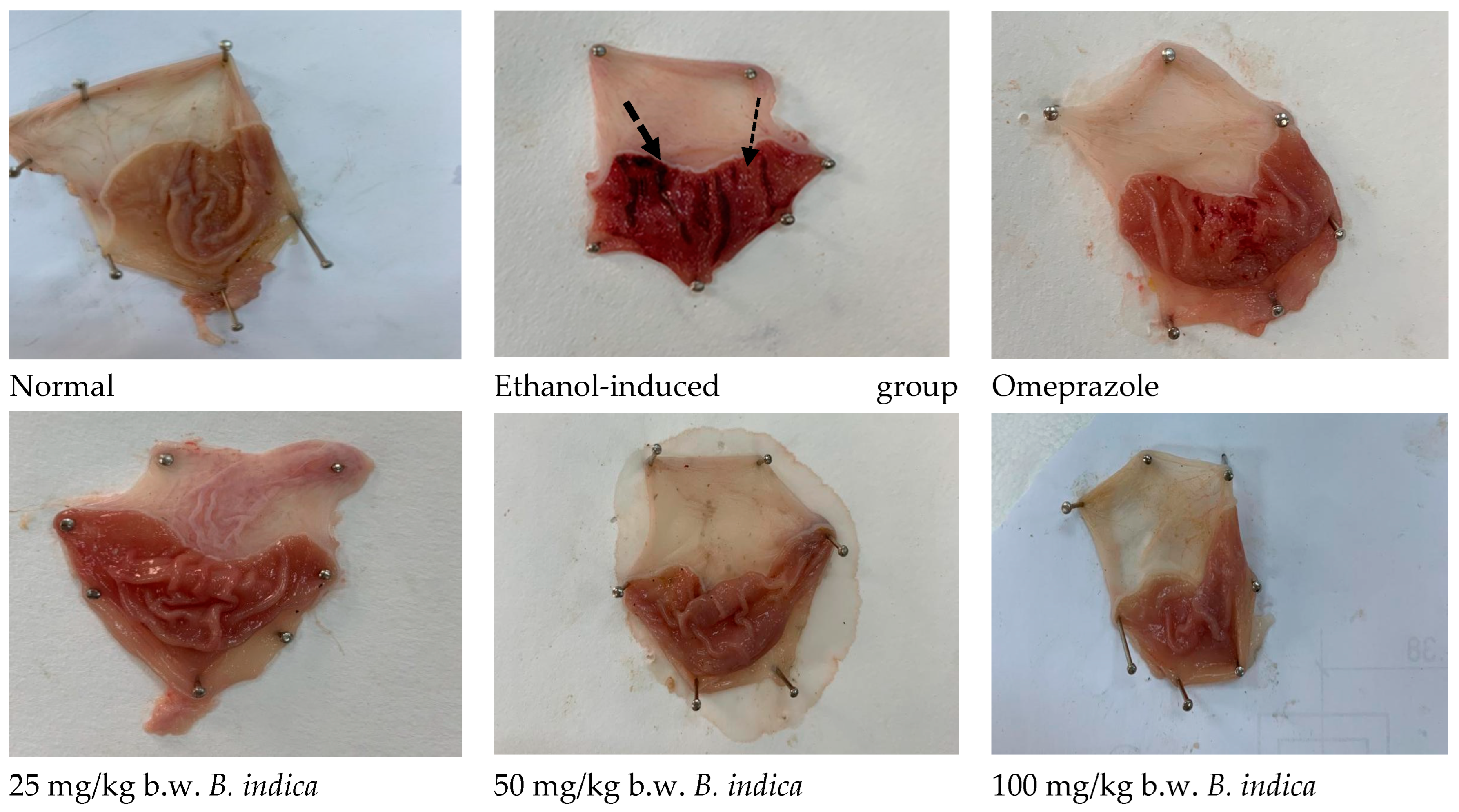 Antioxidants 12 01263 g001