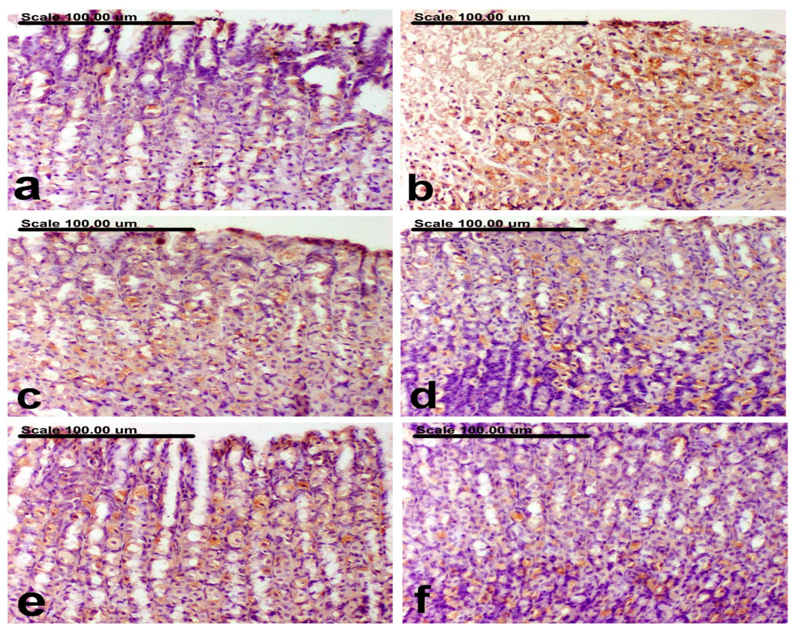 Antioxidants 12 01263 g007