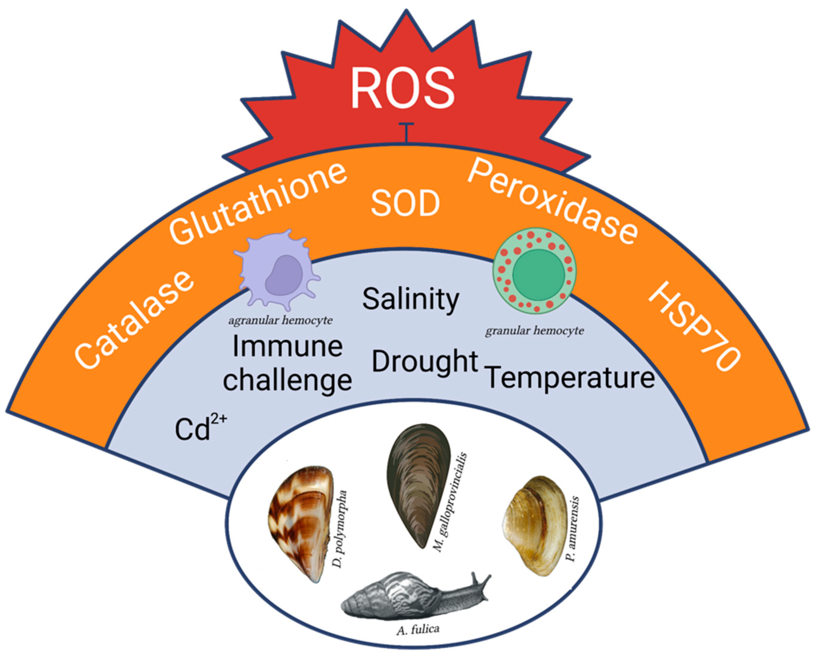 Antioxidants 12 01266 g001