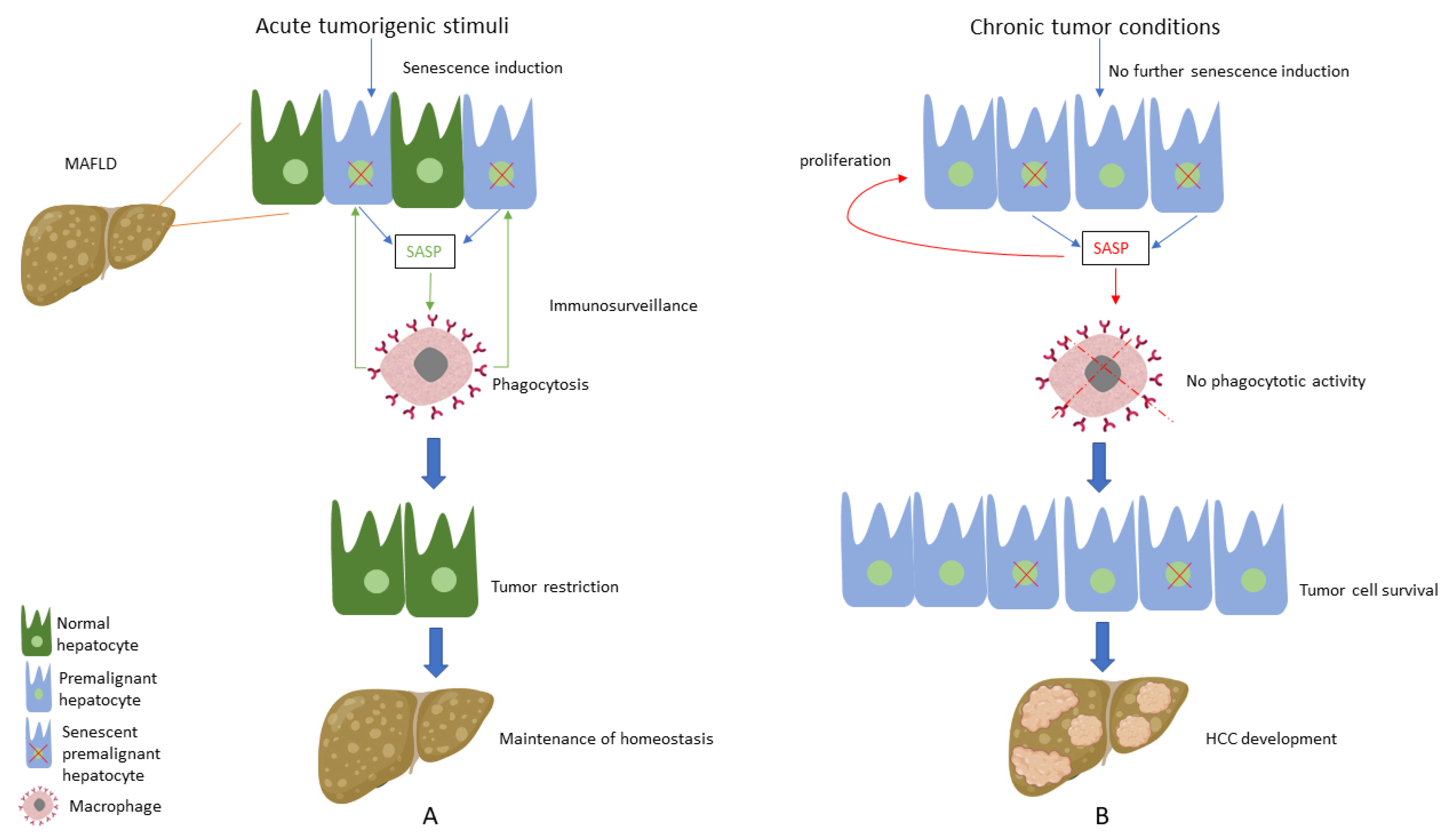 Antioxidants 12 01269 g001