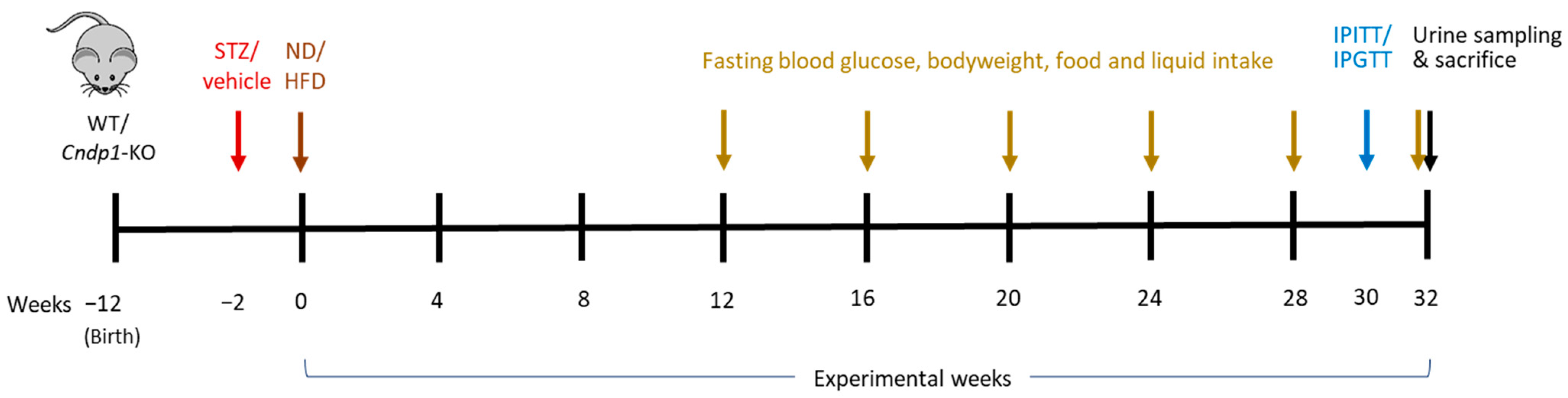 Antioxidants 12 01270 g001
