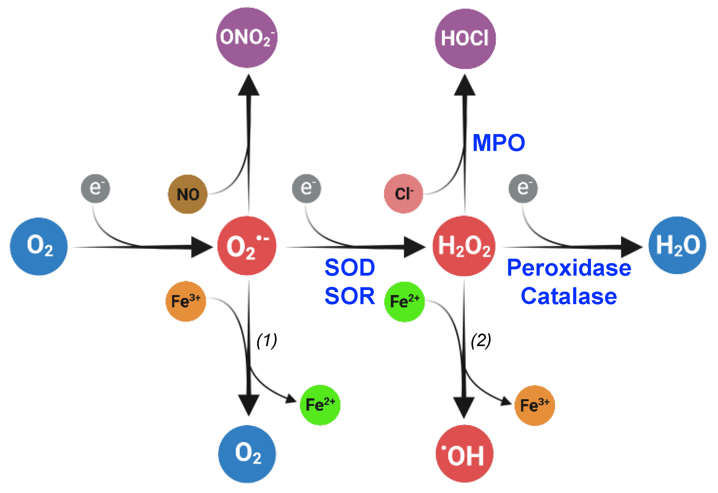 Antioxidants 12 01273 g001
