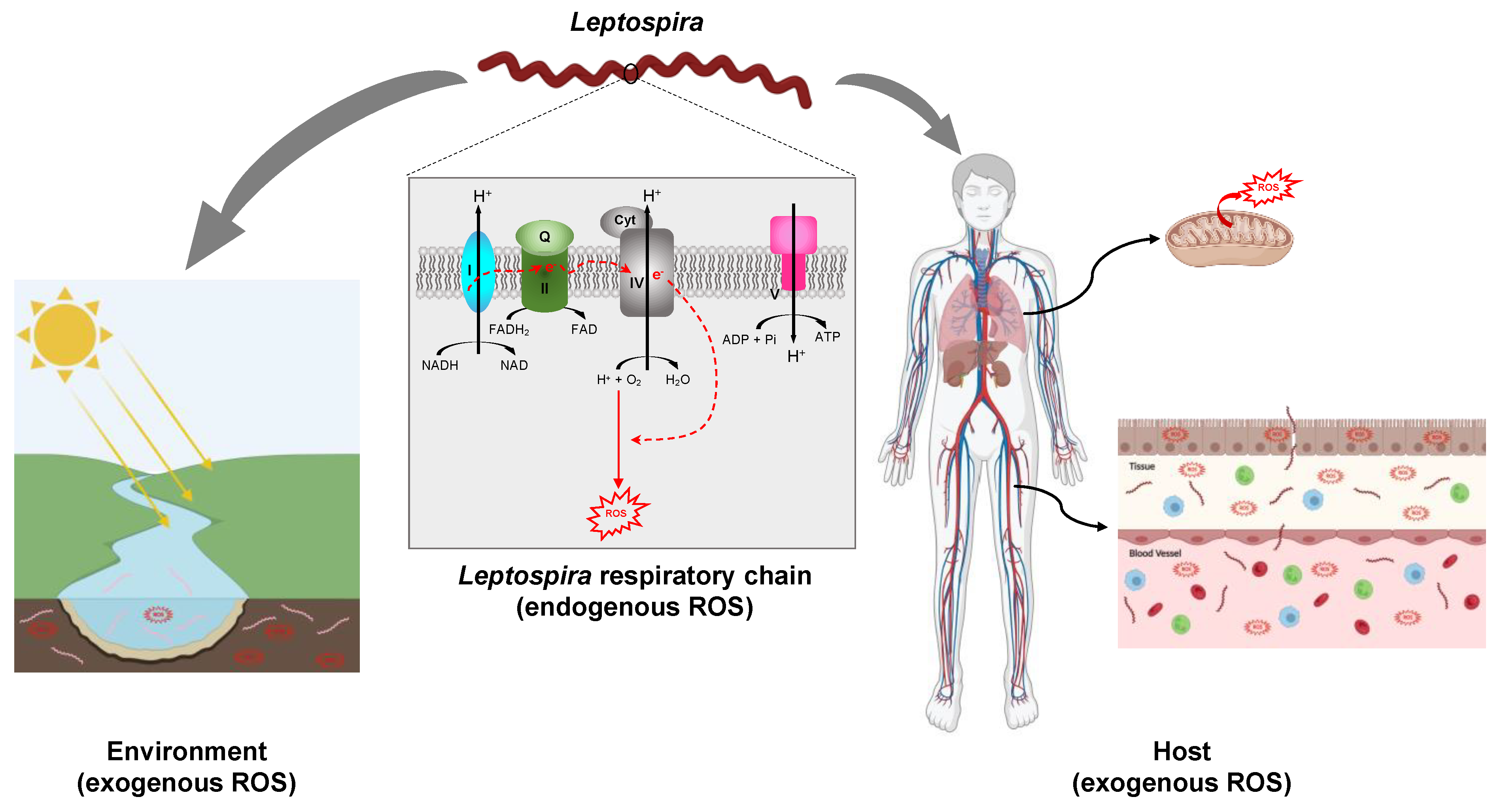 Antioxidants 12 01273 g002