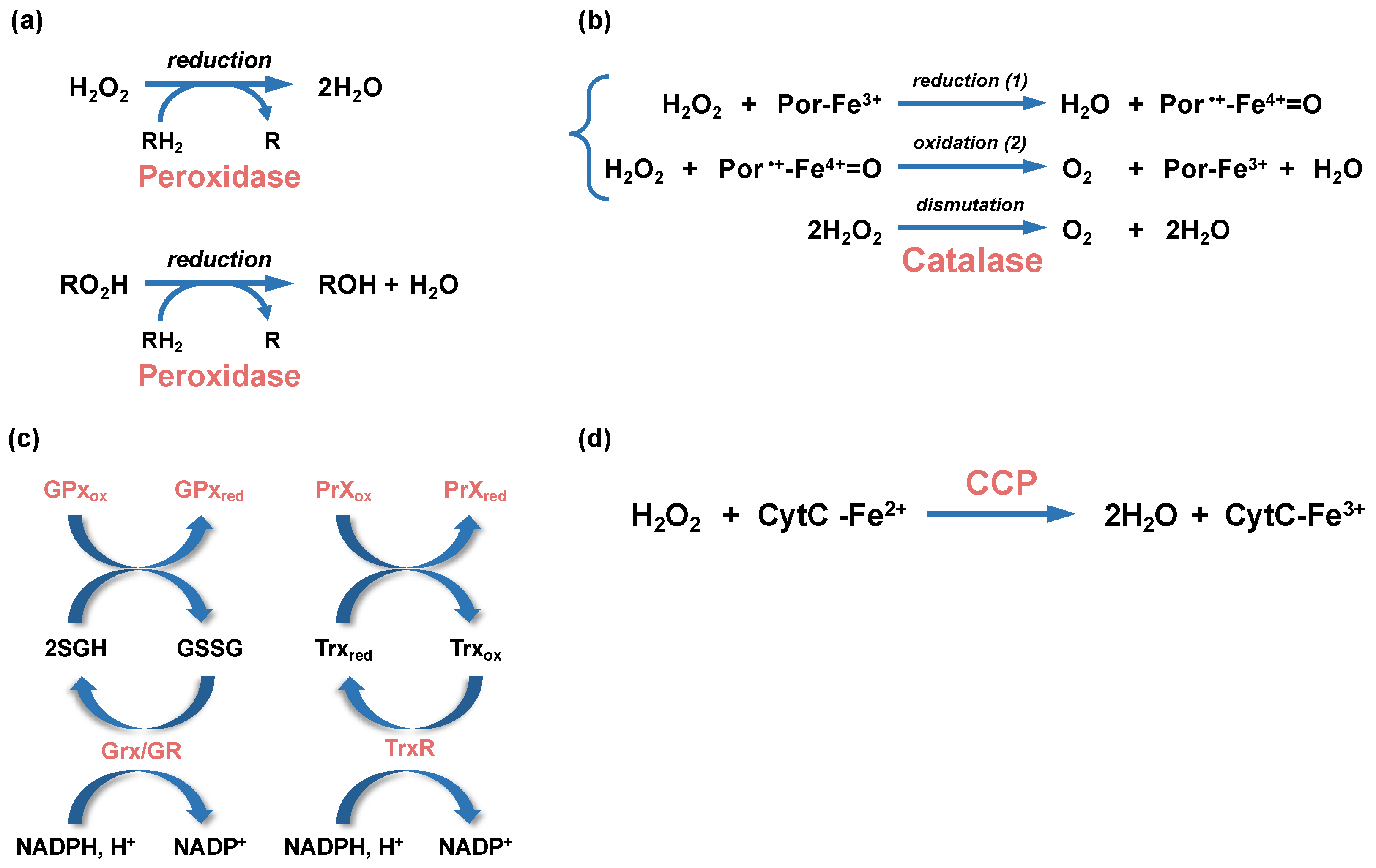 Antioxidants 12 01273 g003