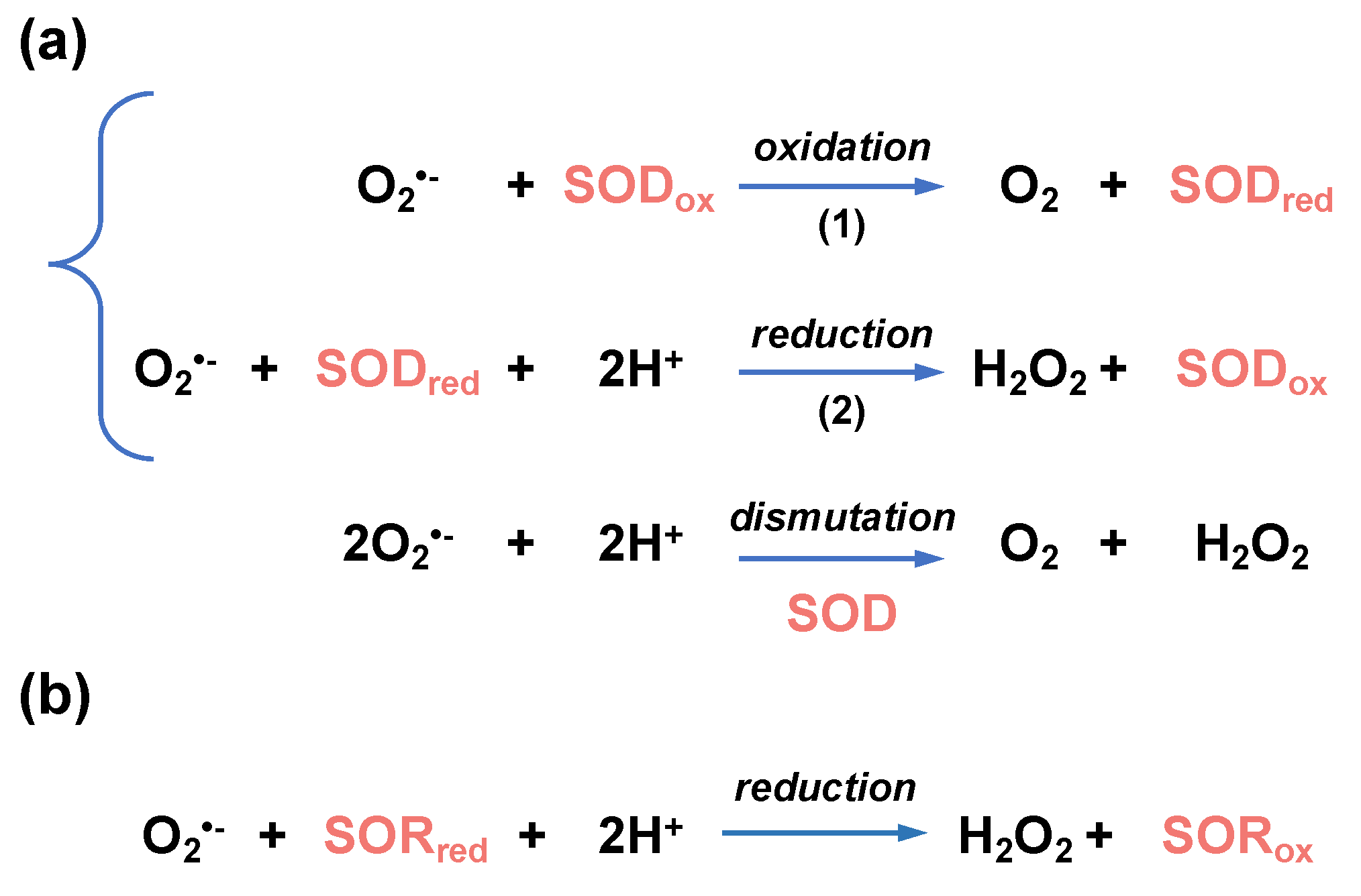Antioxidants 12 01273 g005