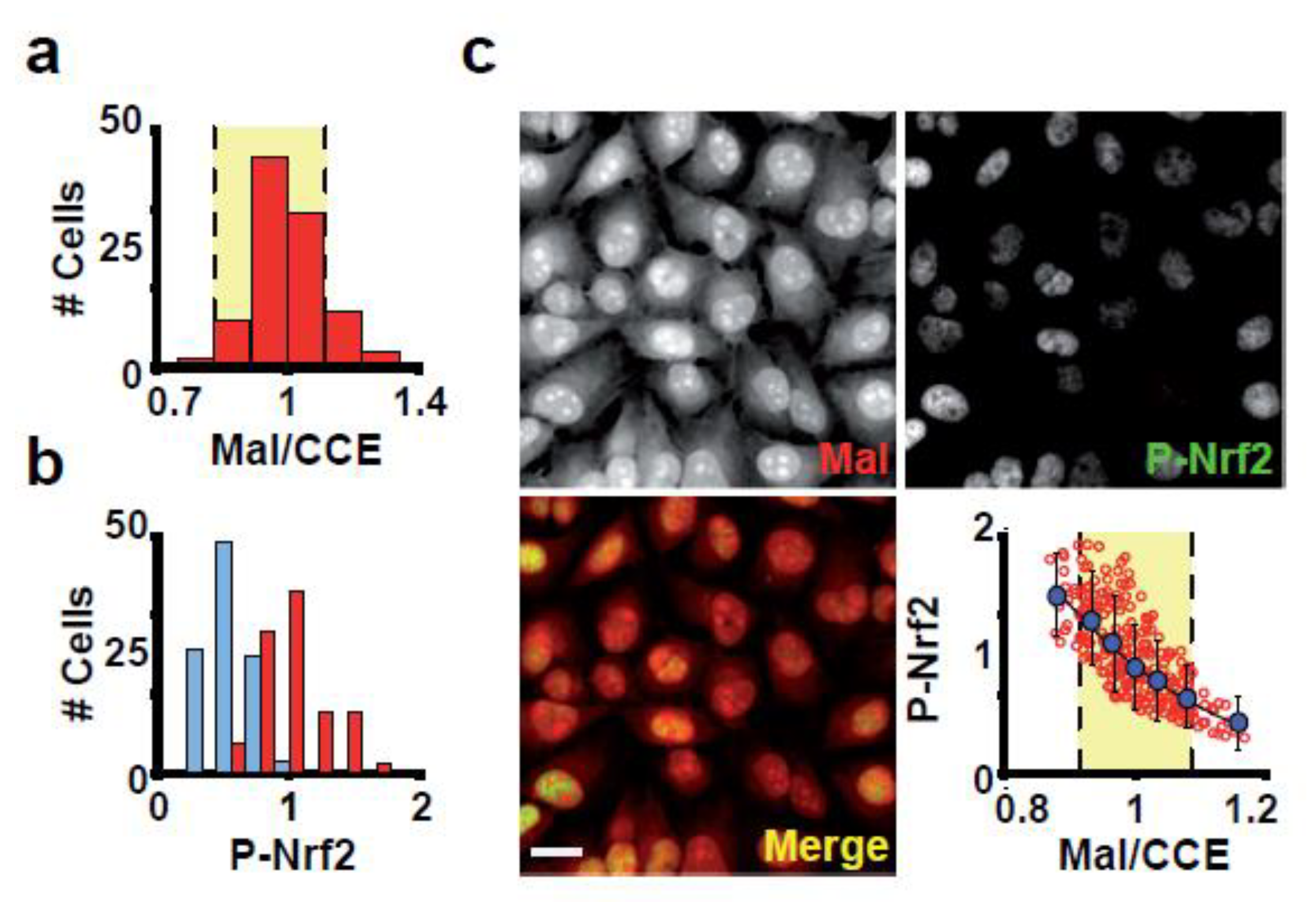Antioxidants 12 01274 g004