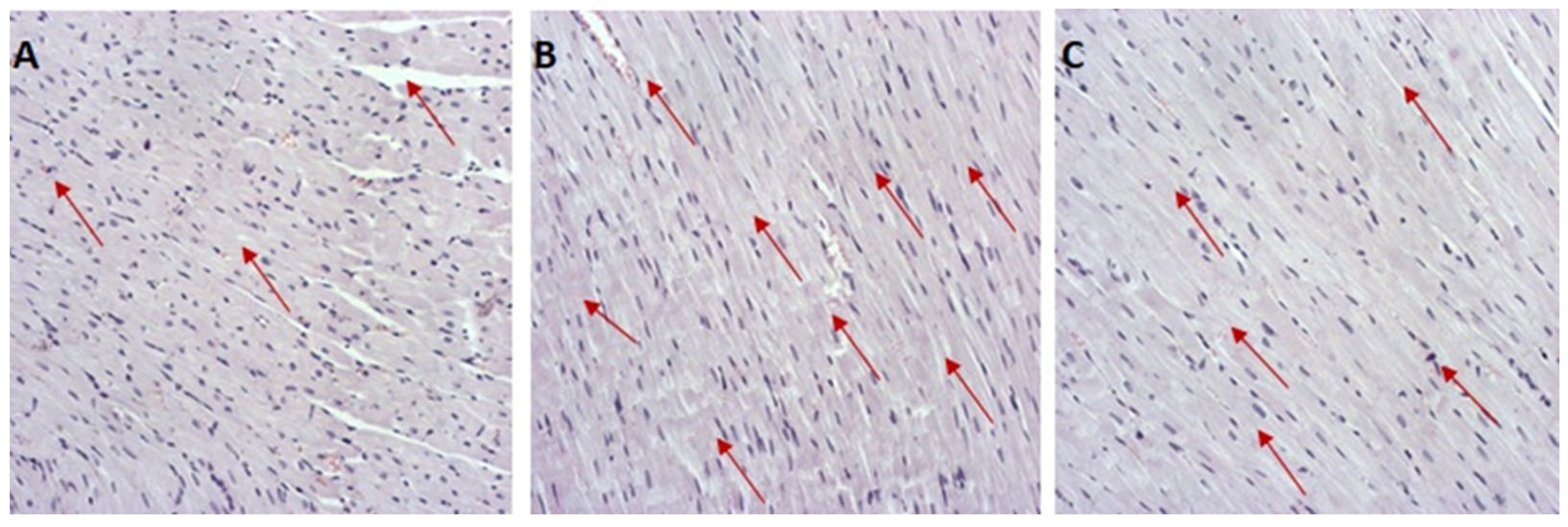 Antioxidants 12 01277 g005