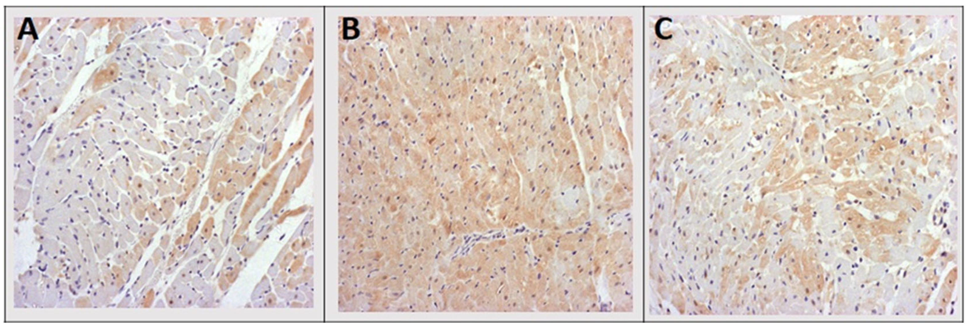 Antioxidants 12 01277 g008