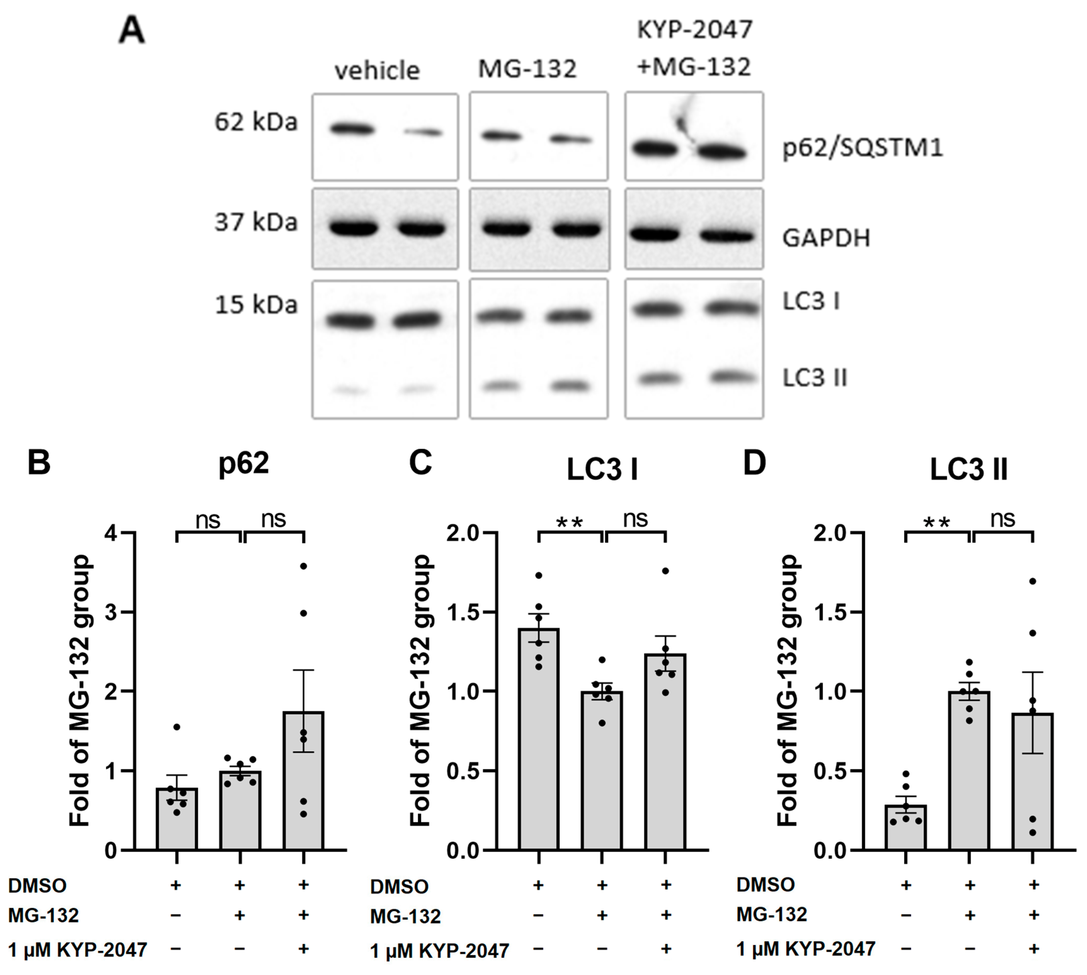 Antioxidants 12 01279 g005