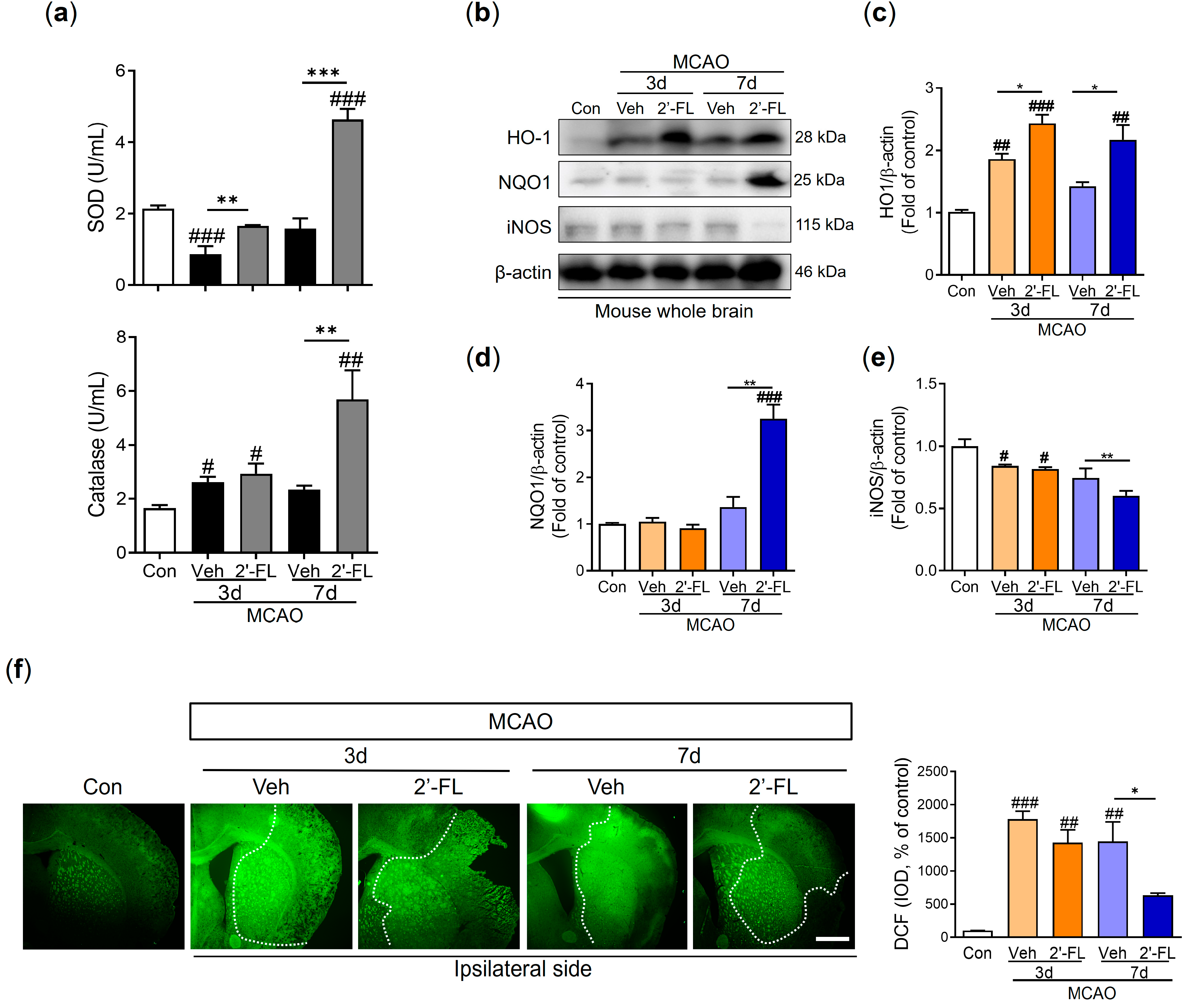 Antioxidants 12 01281 g003