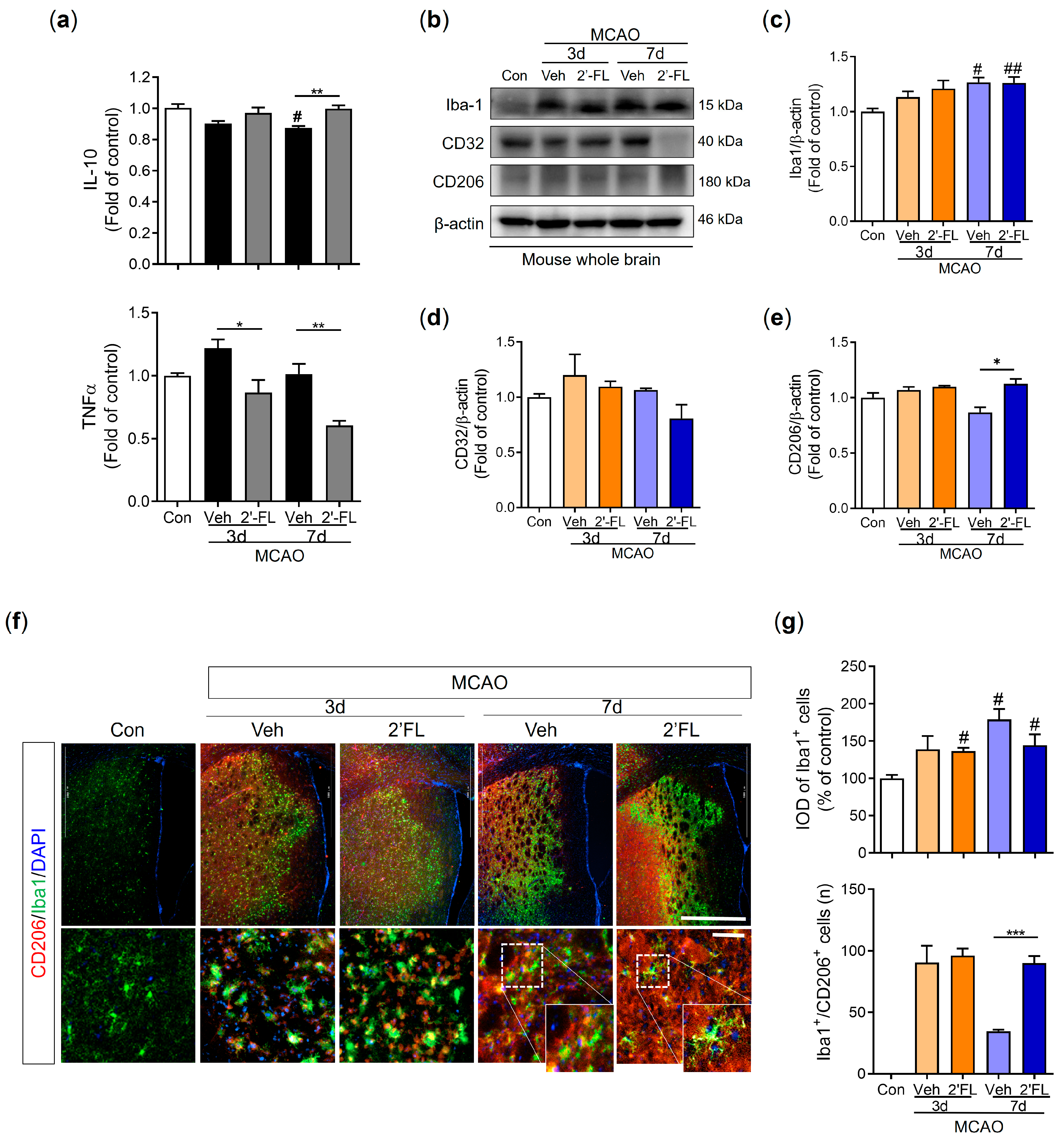 Antioxidants 12 01281 g004