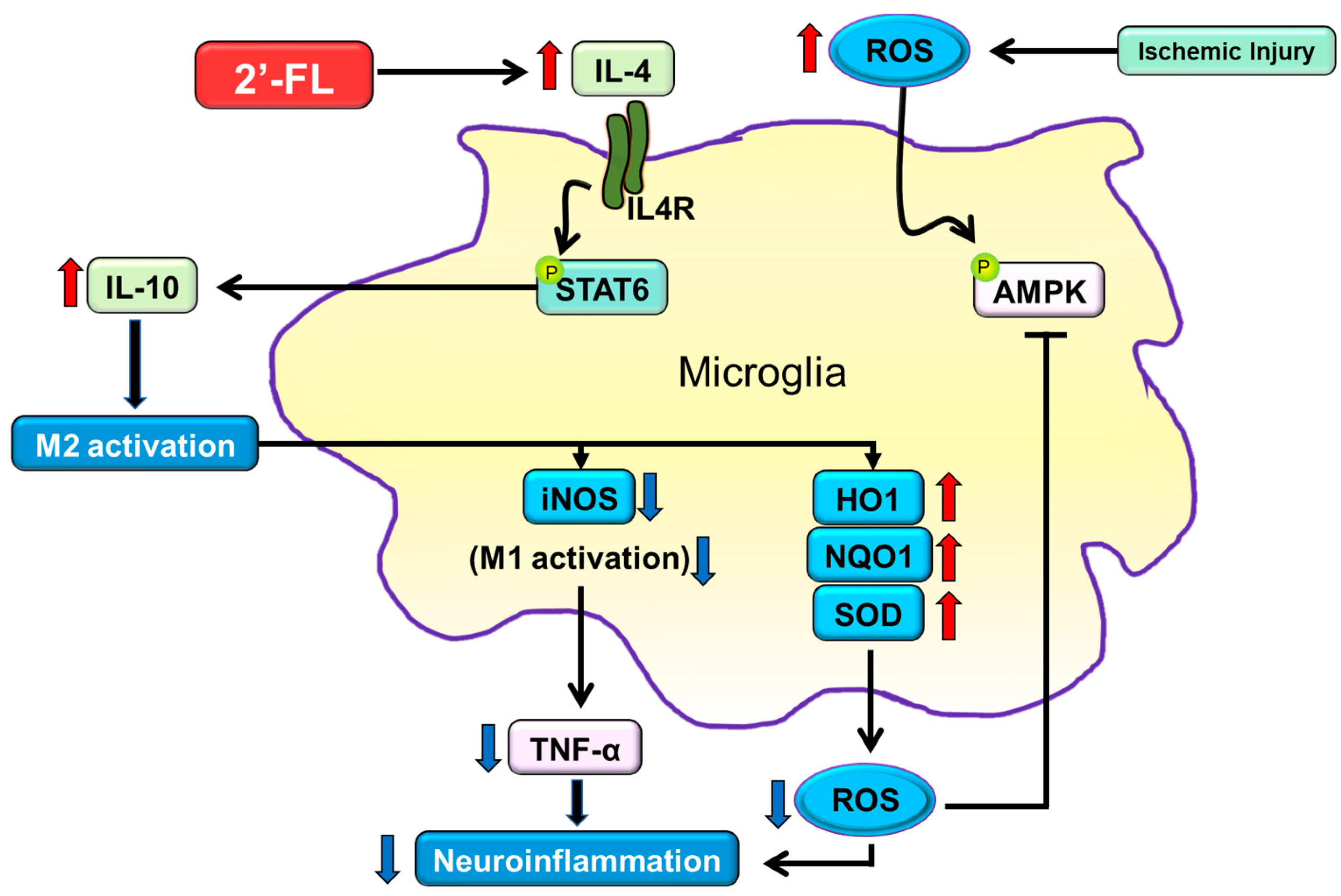 Antioxidants 12 01281 g006