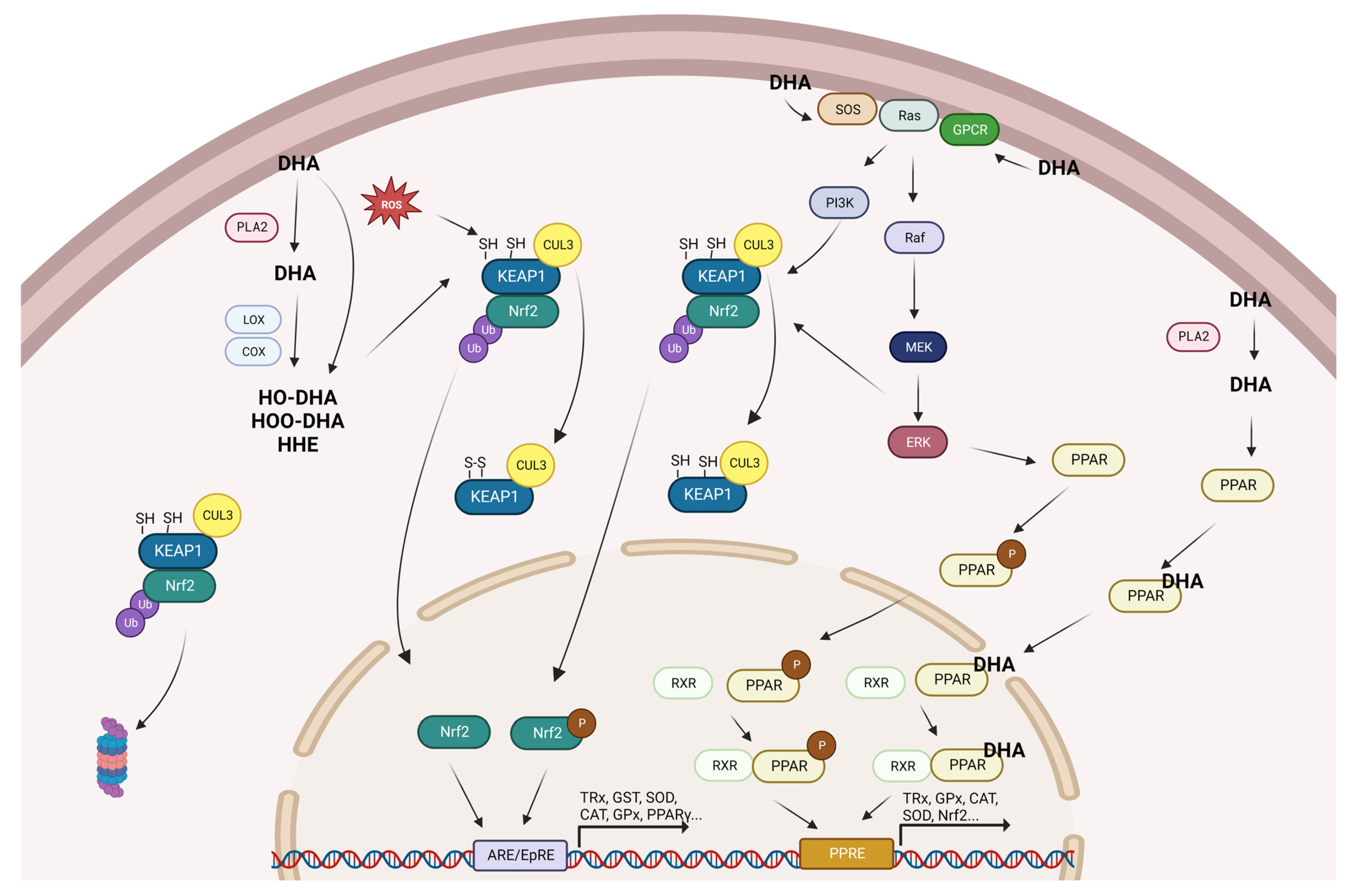 Antioxidants 12 01283 g002 Antioxidants 12 01283 g002
