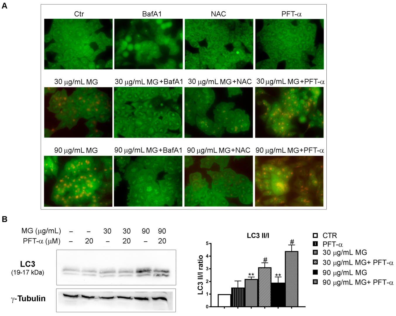 Antioxidants 12 01292 g010