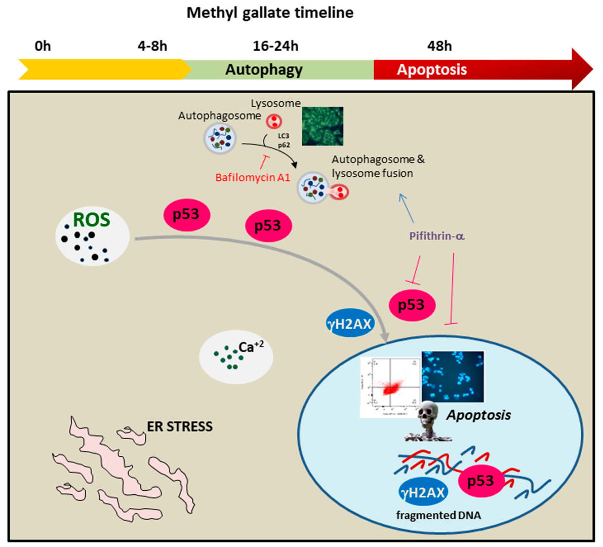 Antioxidants 12 01292 g012