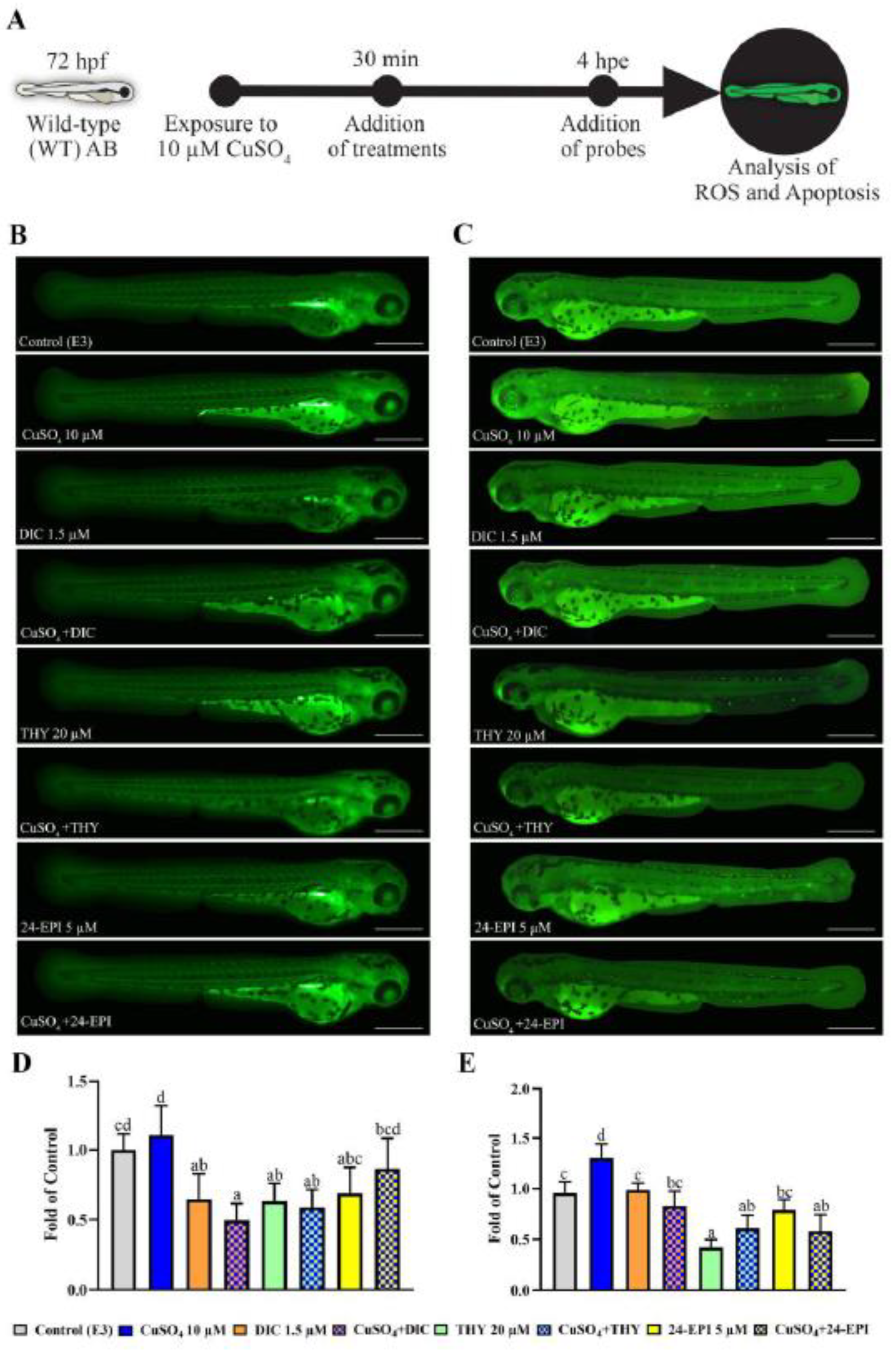Antioxidants 12 01297 g002 Antioxidants 12 01297 g002