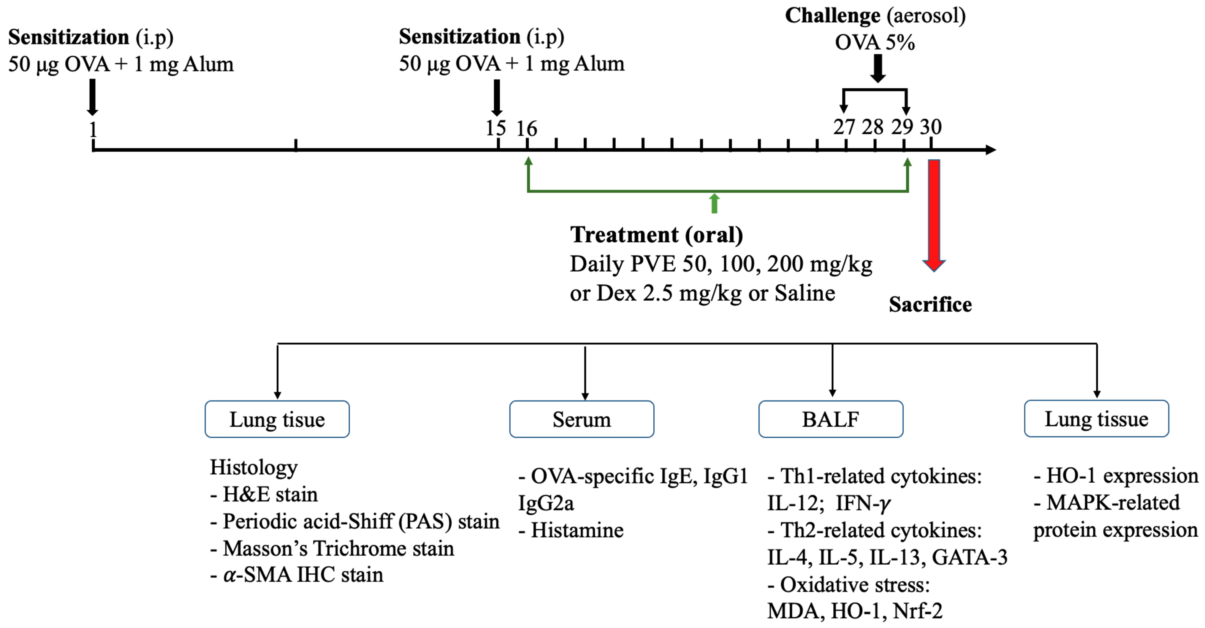 Antioxidants 12 01301 g001