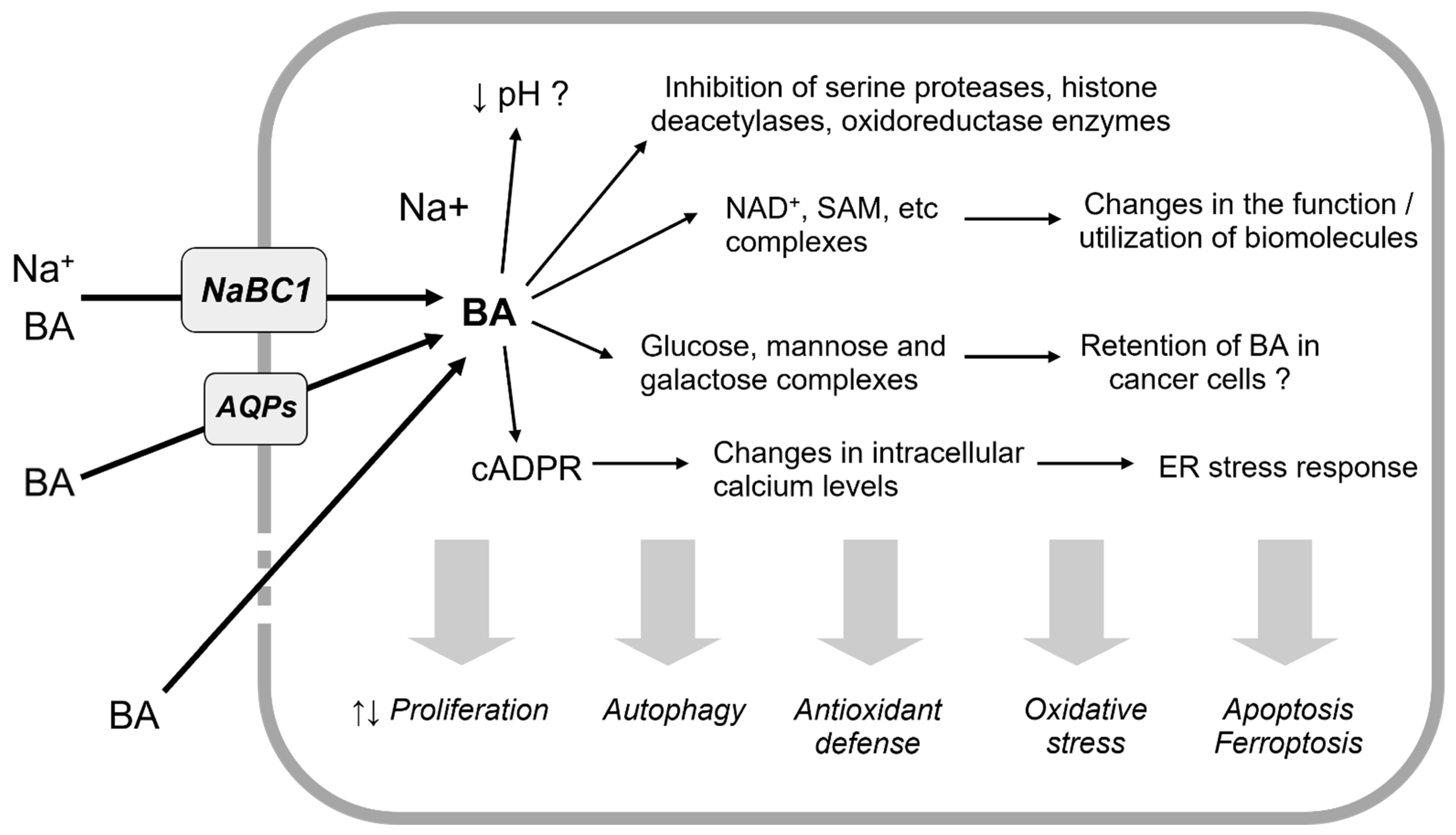 Antioxidants 12 01302 g001