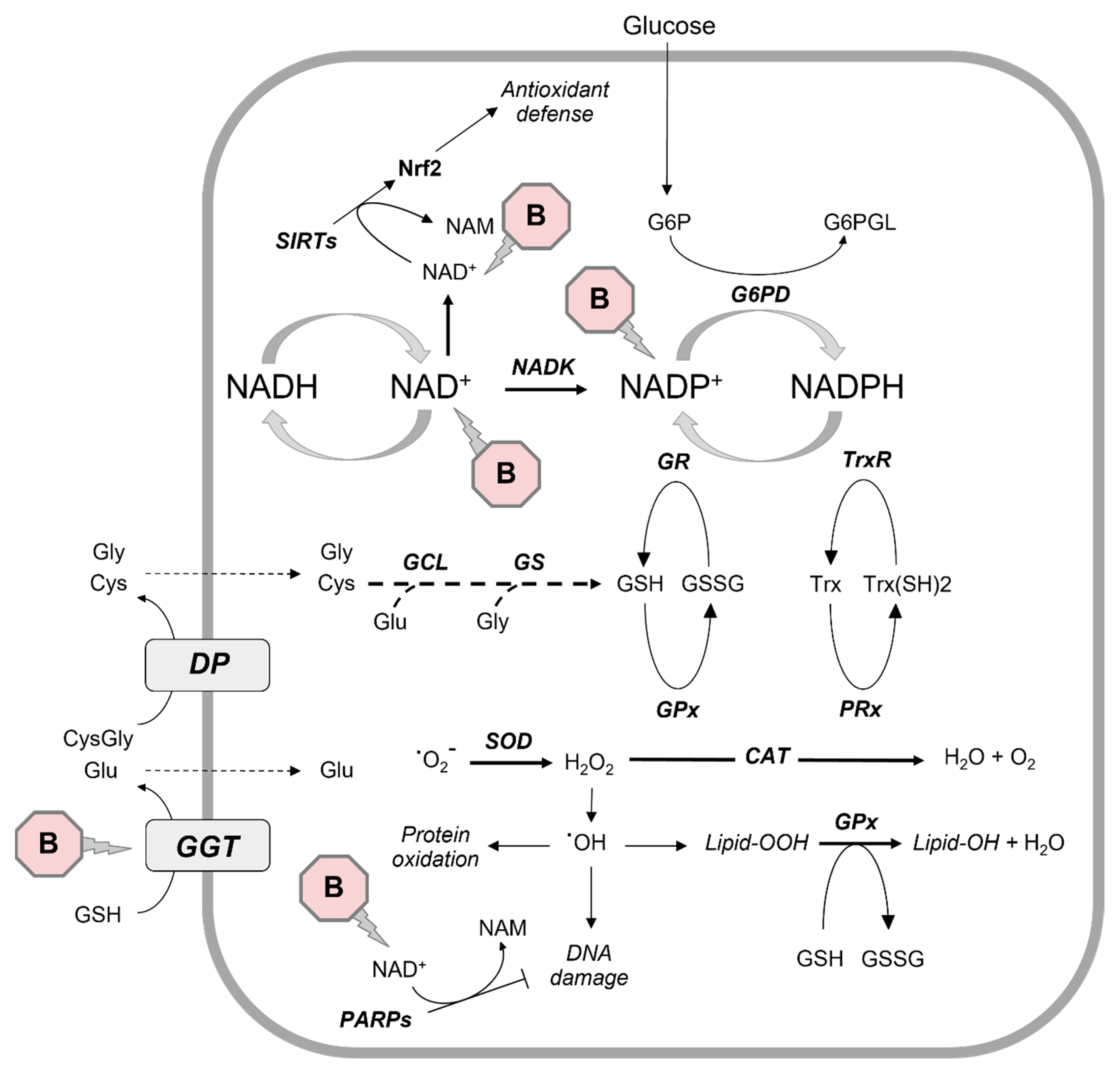 Antioxidants 12 01302 g002