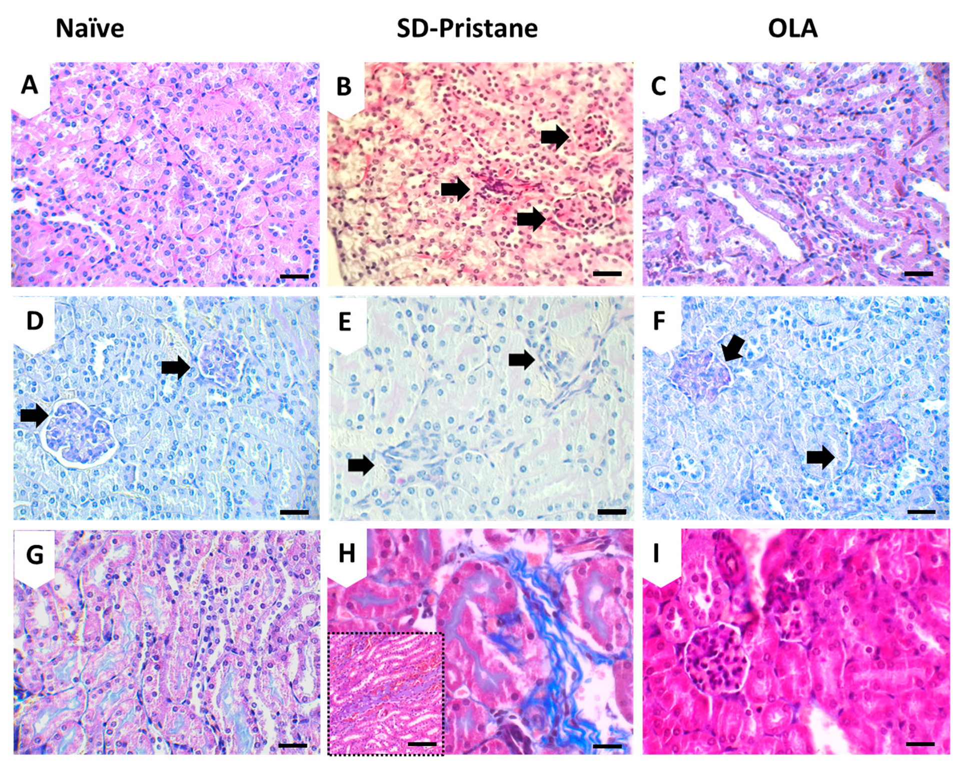 Antioxidants 12 01303 g002
