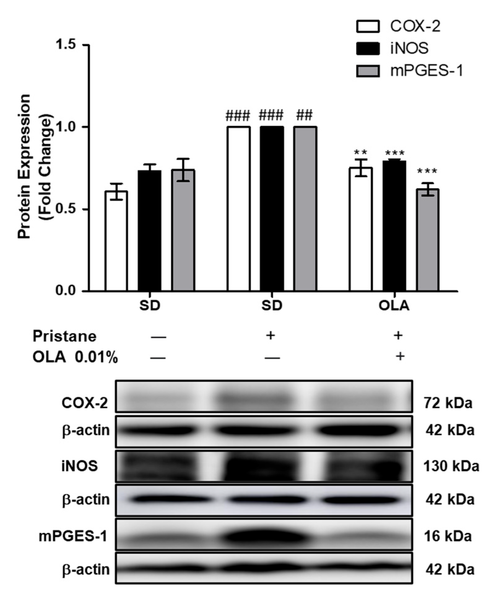 Antioxidants 12 01303 g004