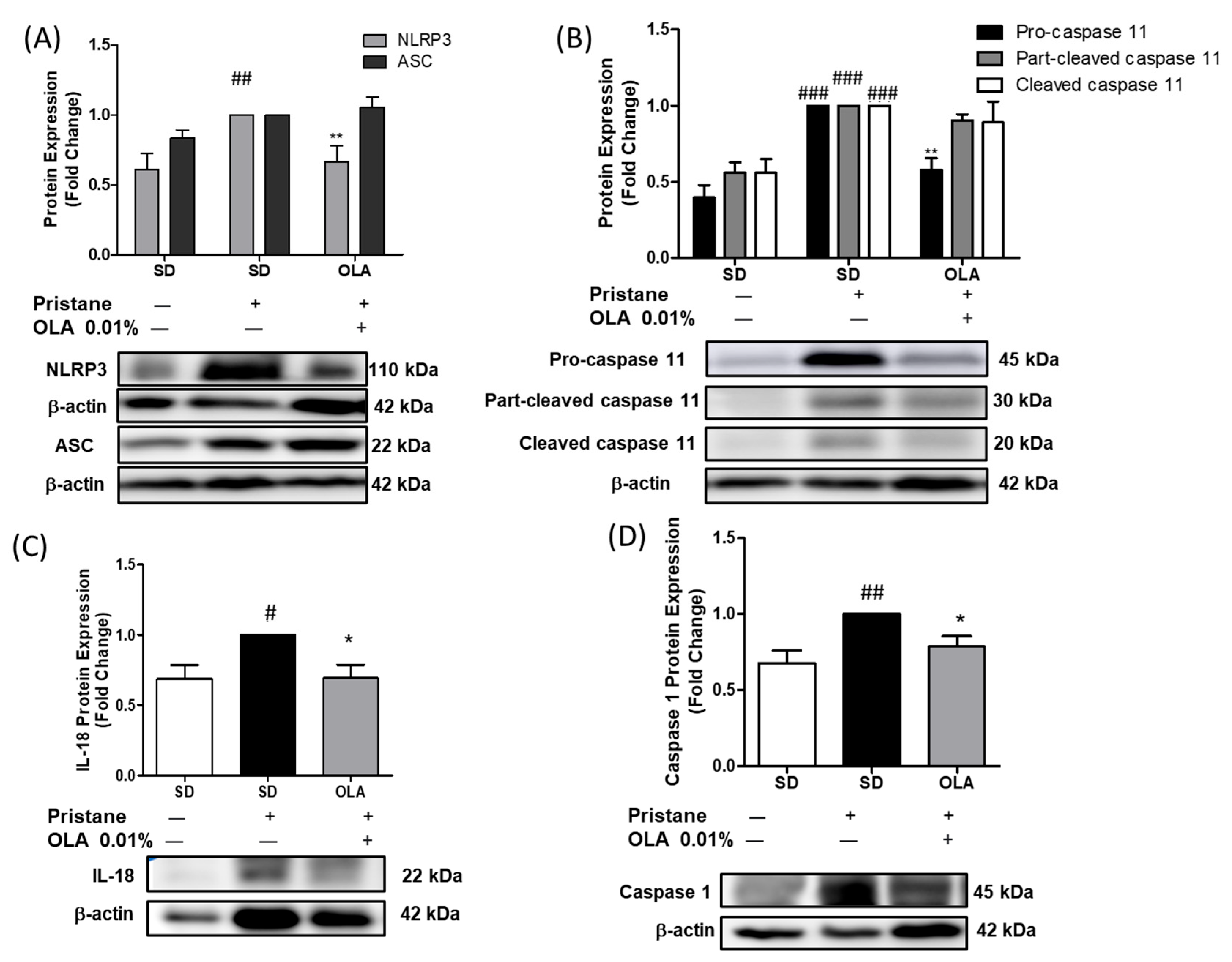 Antioxidants 12 01303 g006