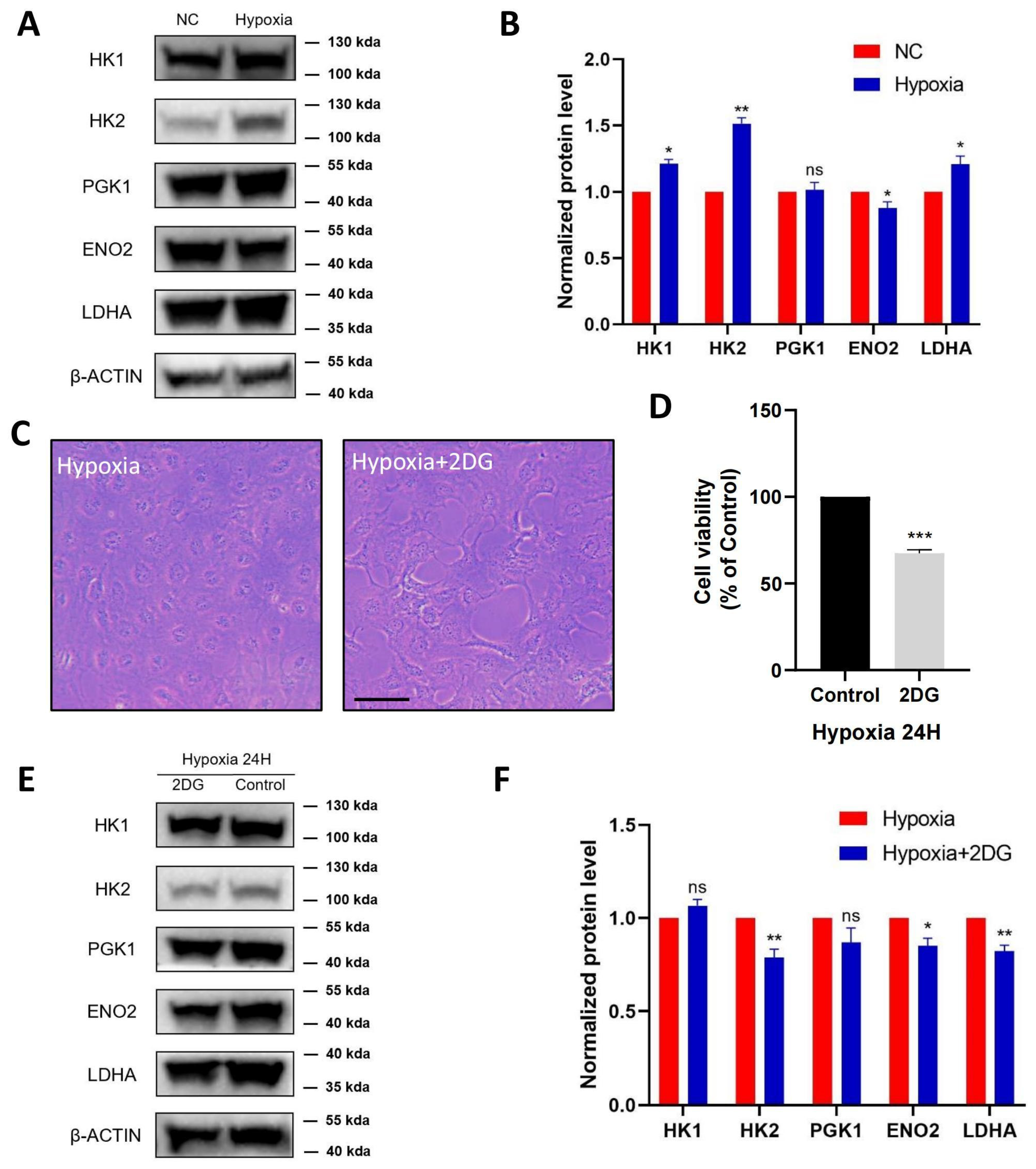 Antioxidants 12 01304 g003