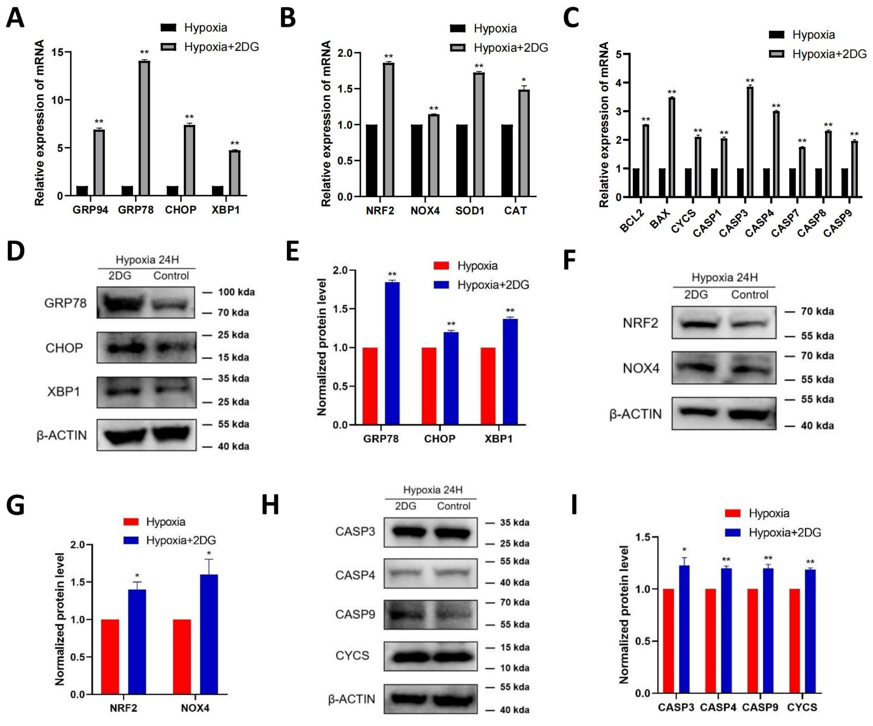 Antioxidants 12 01304 g004