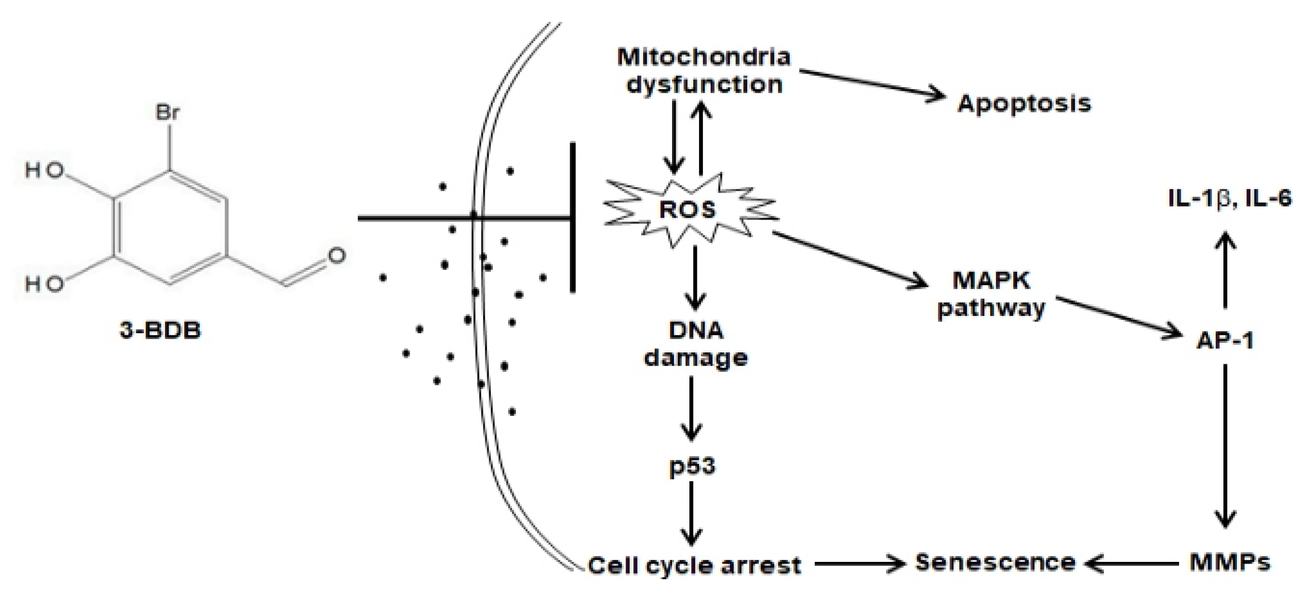Antioxidants 12 01307 g007