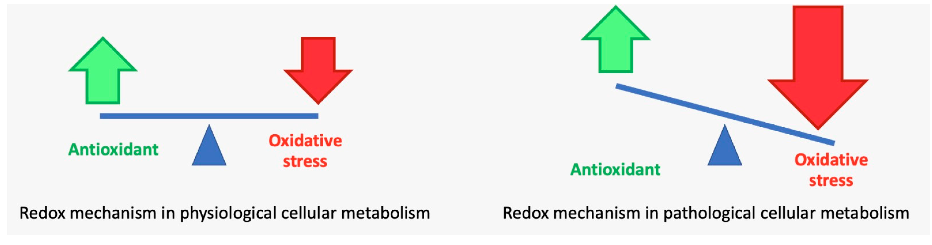 Antioxidants 12 01309 g004