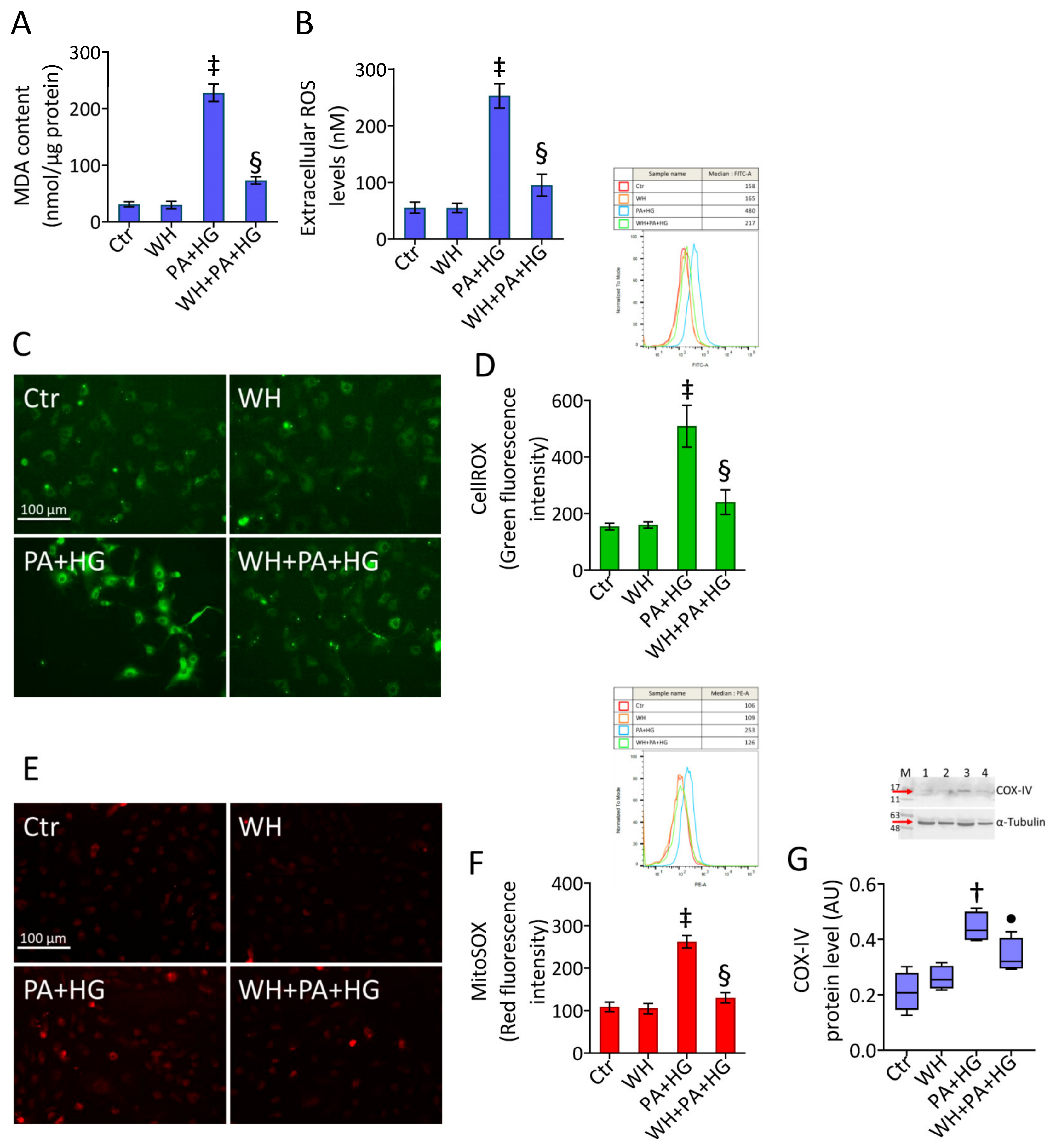 Antioxidants 12 01311 g003 Antioxidants 12 01311 g003
