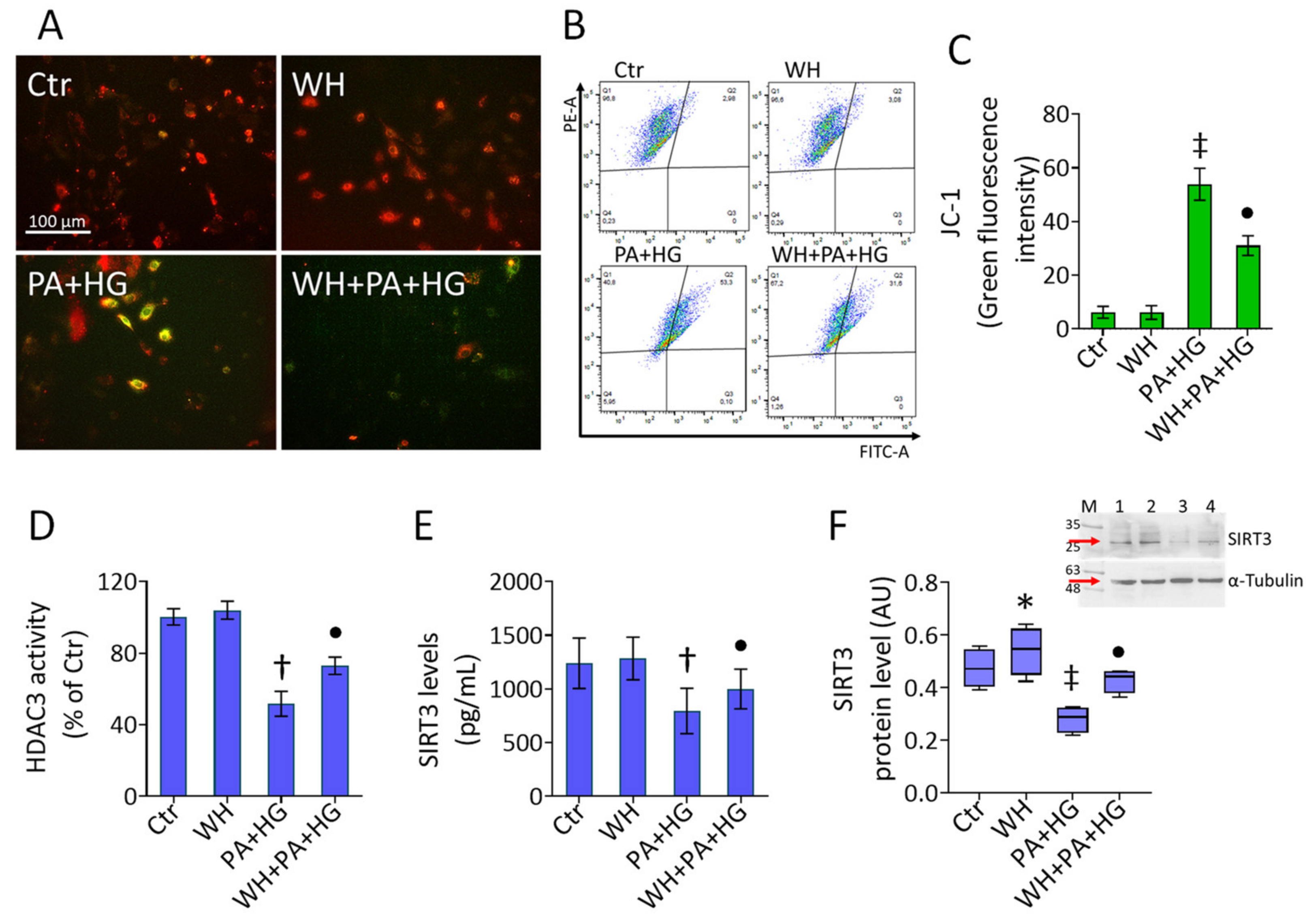 Antioxidants 12 01311 g004 Antioxidants 12 01311 g004