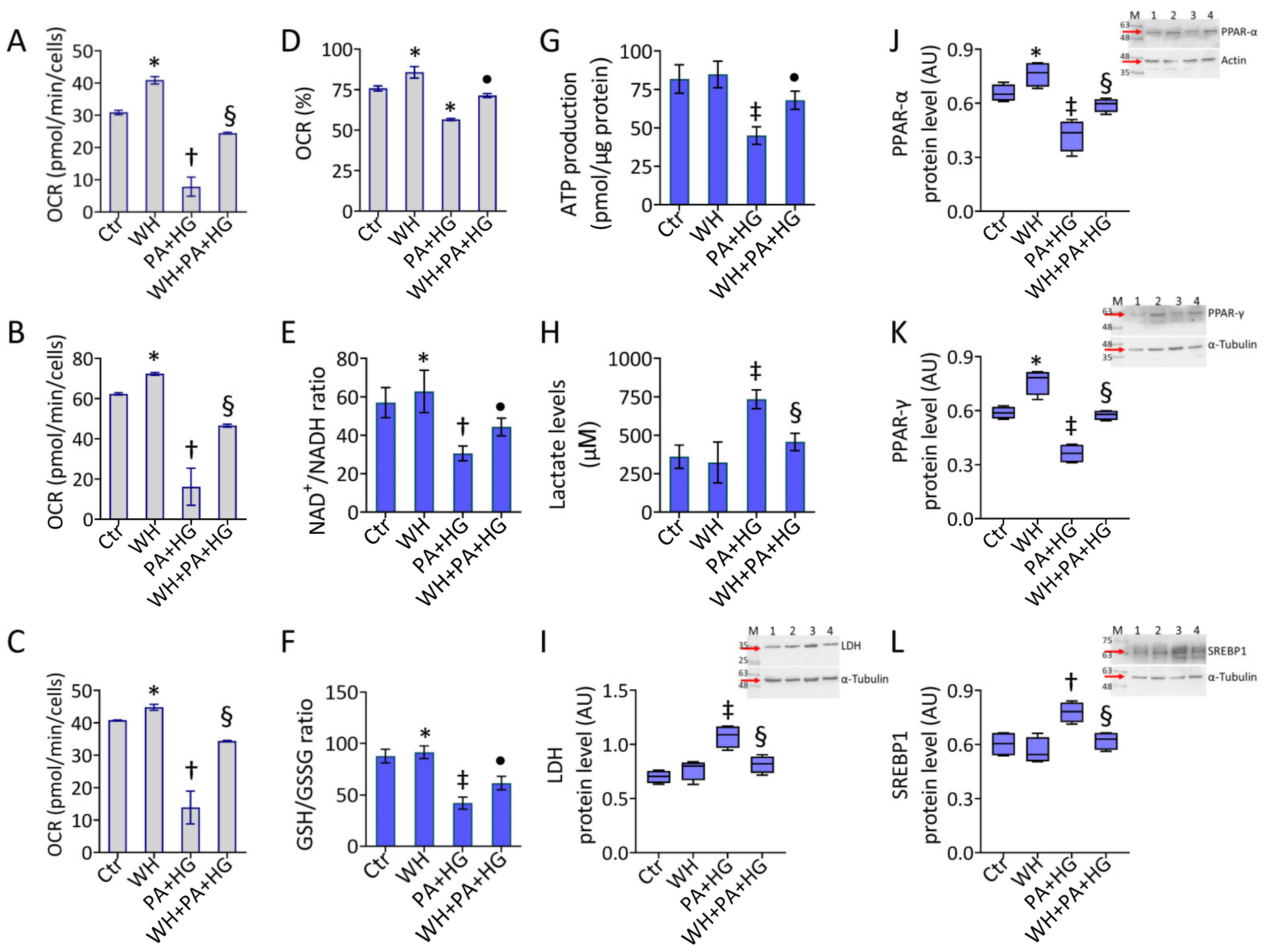 Antioxidants 12 01311 g005 Antioxidants 12 01311 g005
