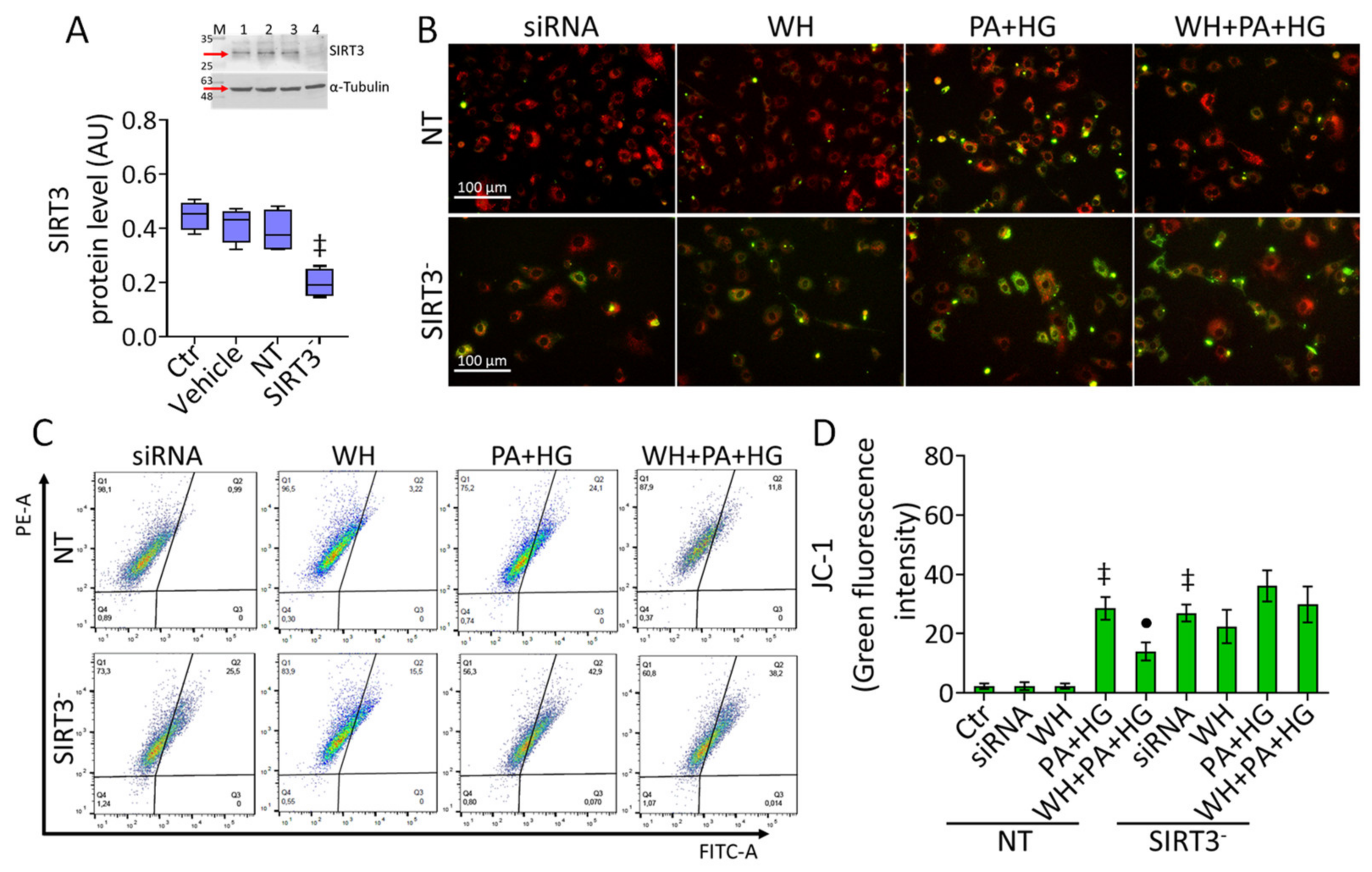 Antioxidants 12 01311 g006 Antioxidants 12 01311 g006