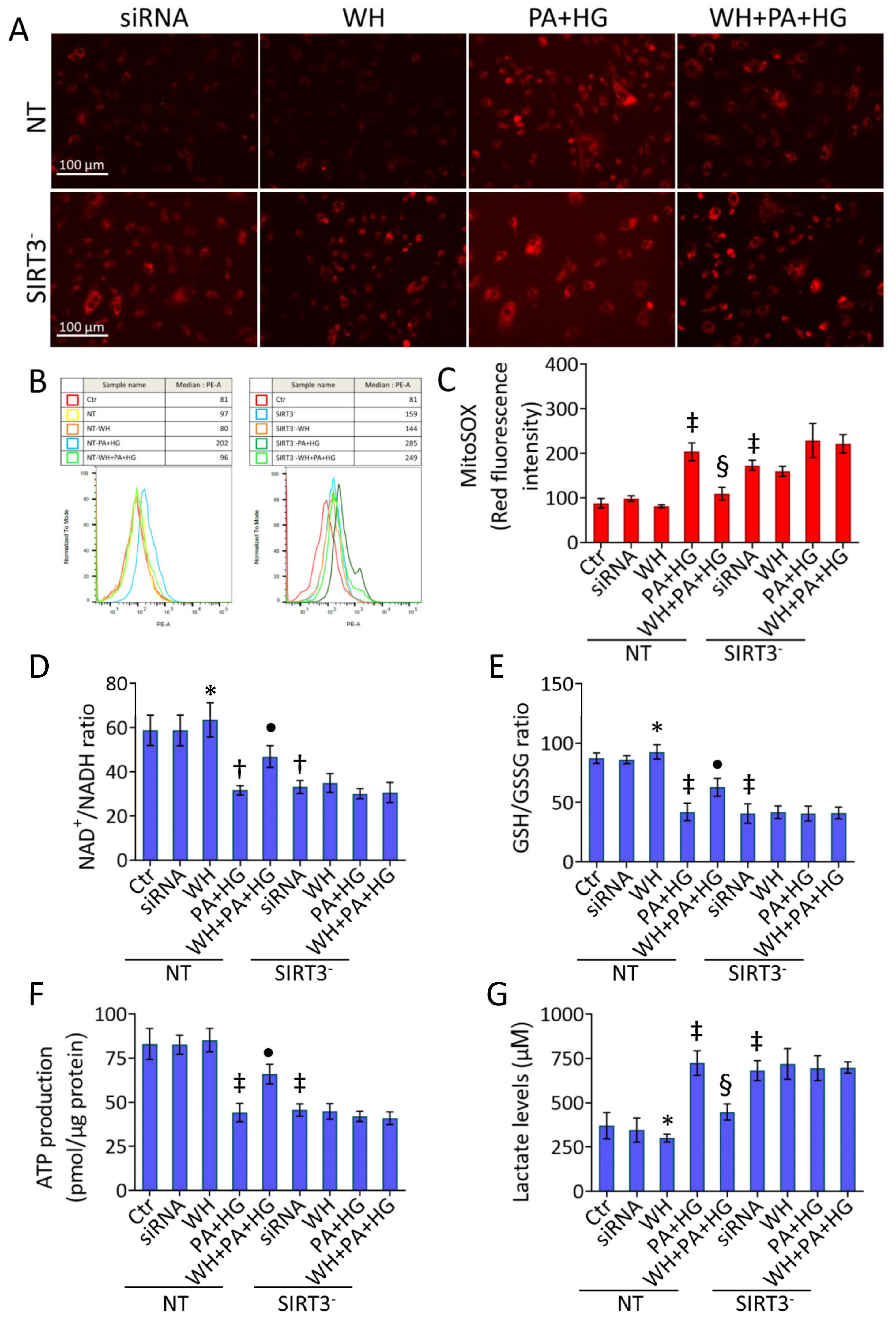 Antioxidants 12 01311 g007 Antioxidants 12 01311 g007