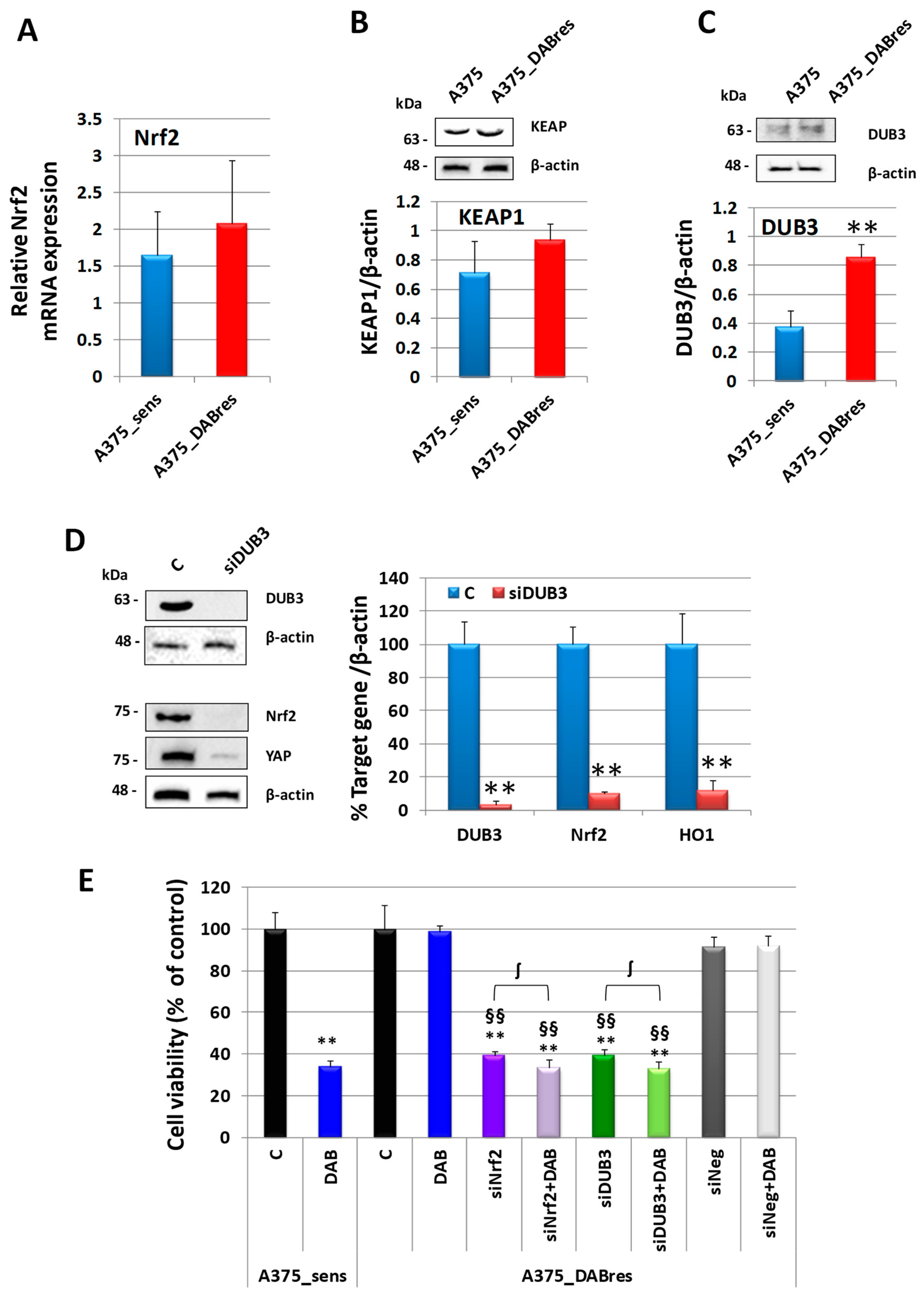 Antioxidants 12 01313 g010