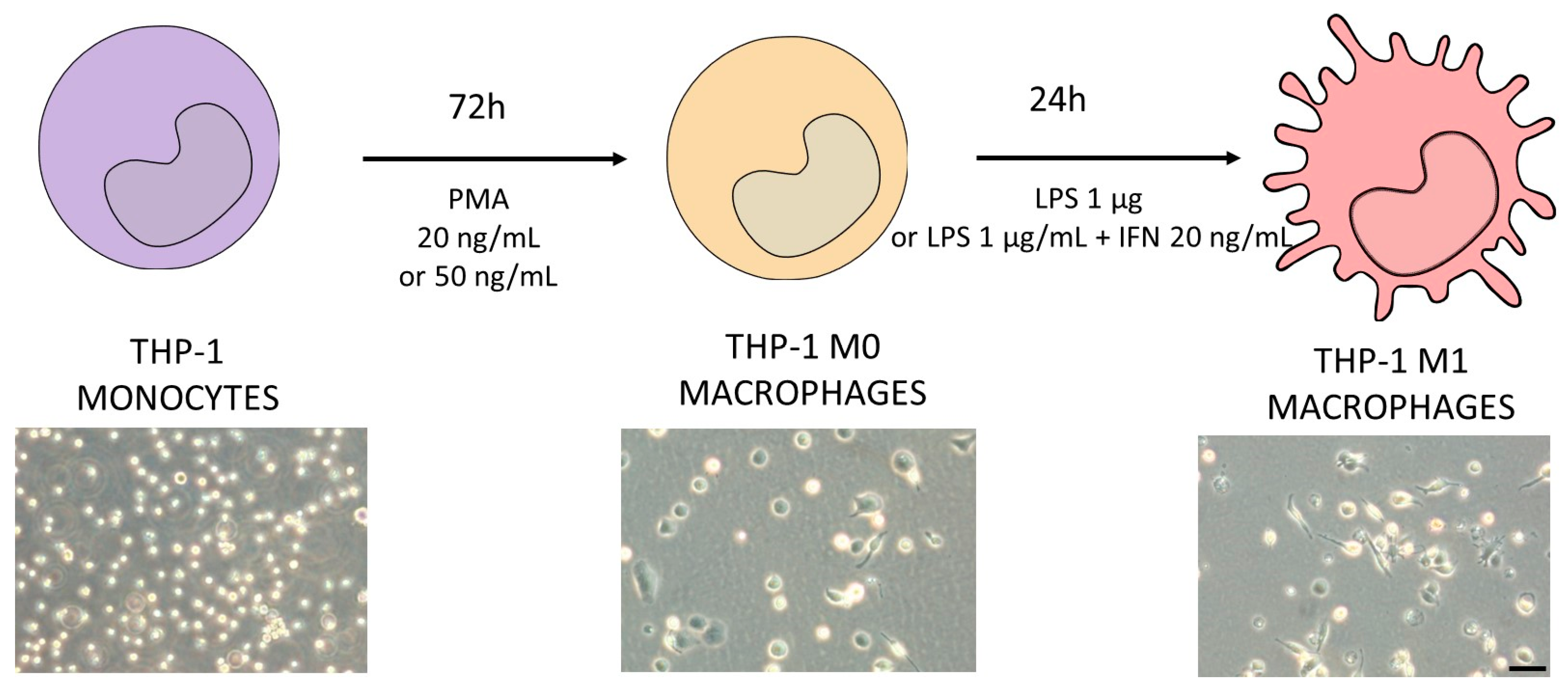Antioxidants 12 01315 g001