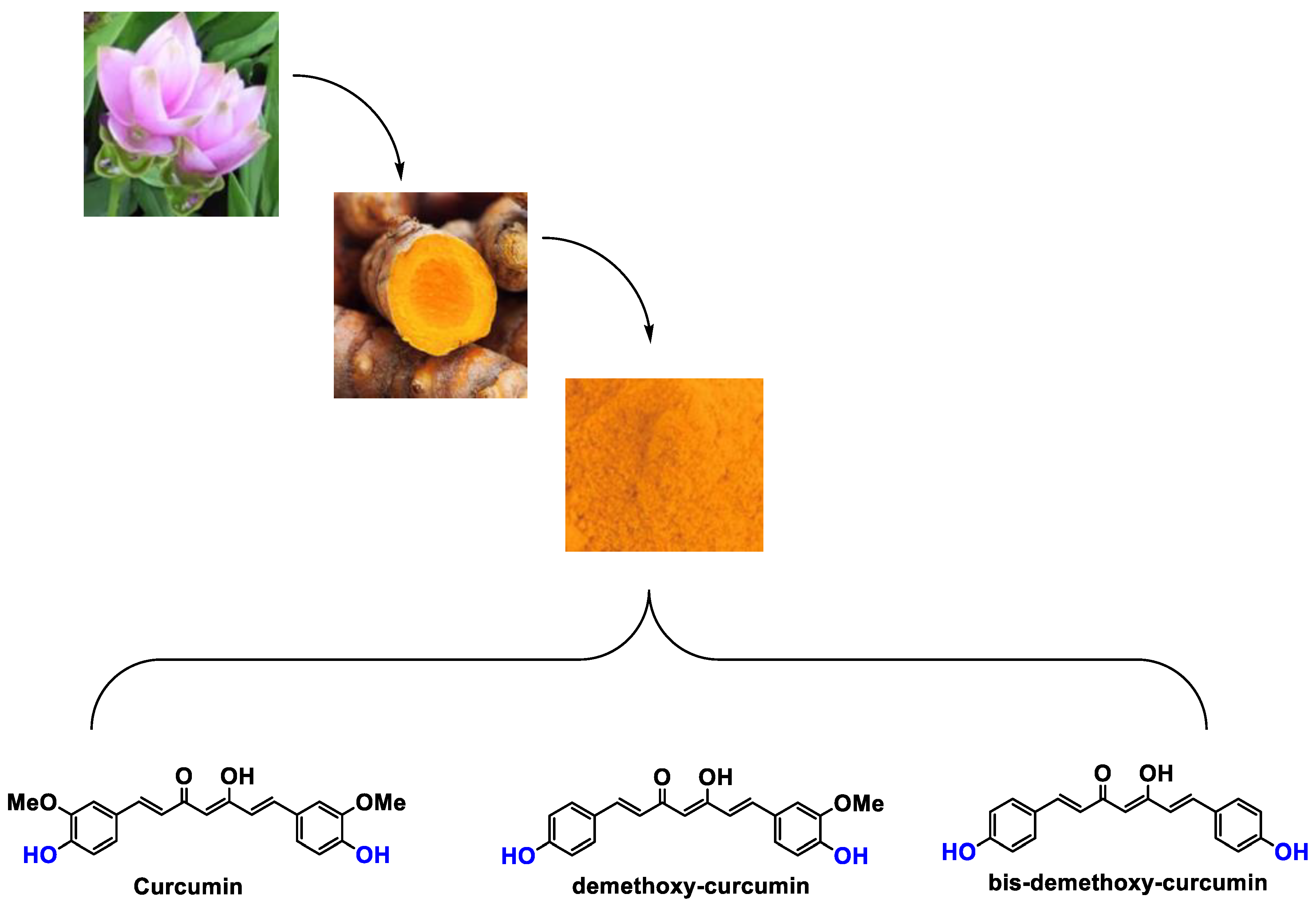 Antioxidants 12 01317 g001