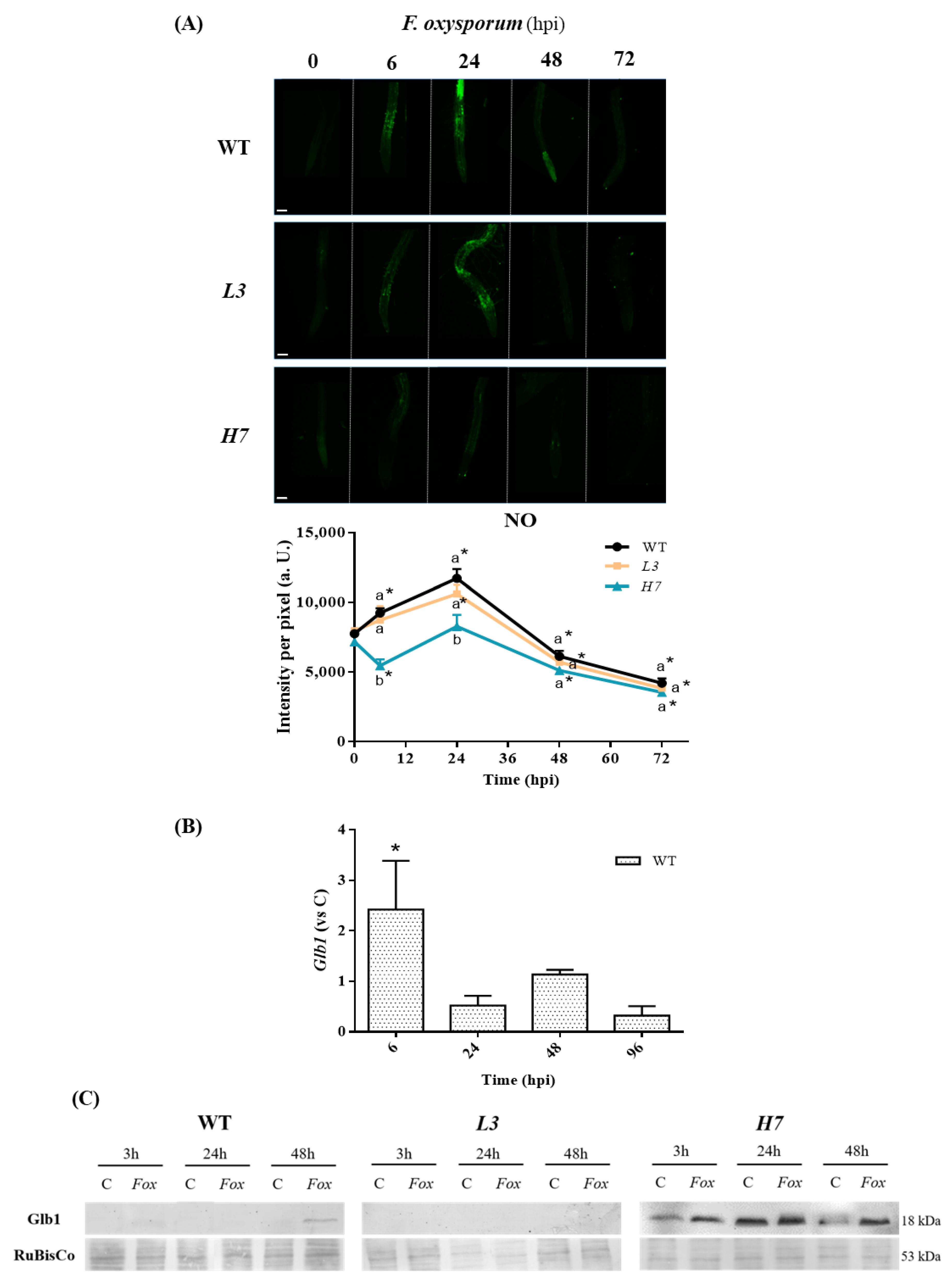 Antioxidants 12 01321 g001 Antioxidants 12 01321 g001