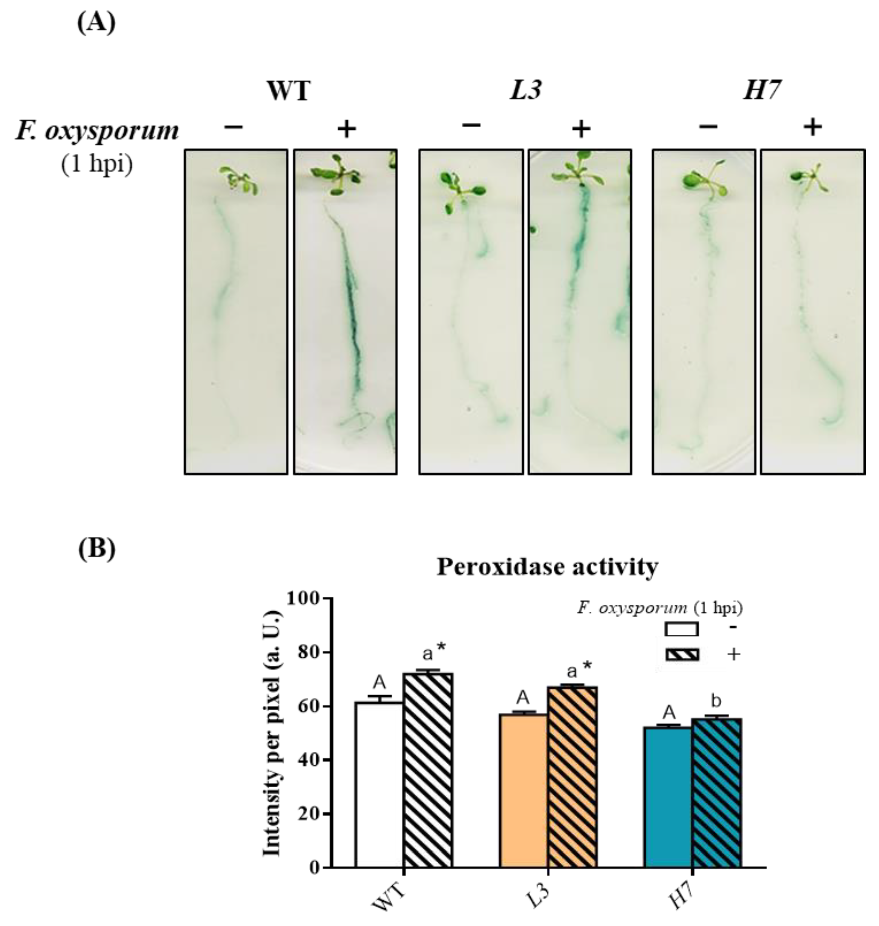 Antioxidants 12 01321 g003 Antioxidants 12 01321 g003