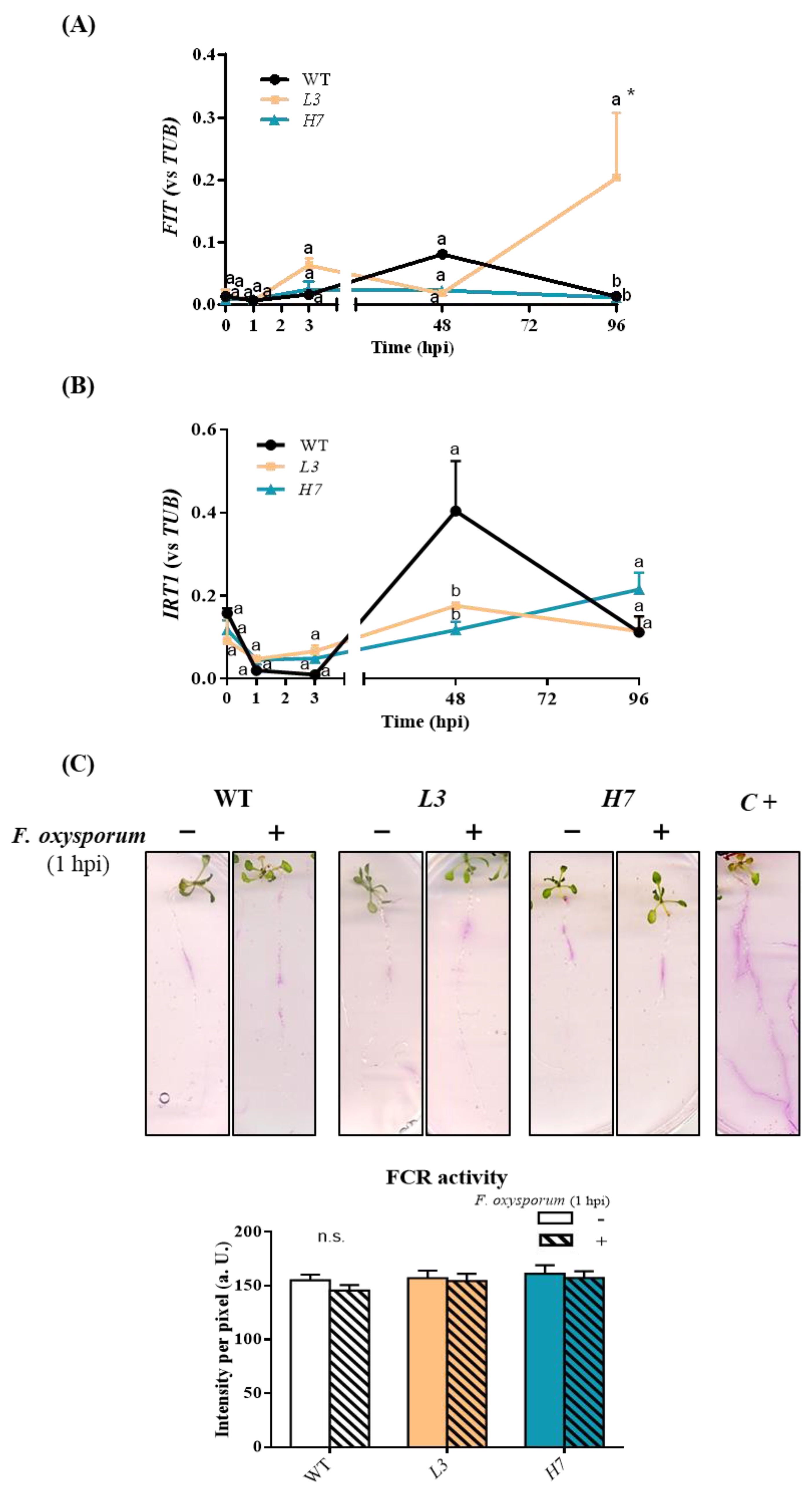 Antioxidants 12 01321 g004 Antioxidants 12 01321 g004