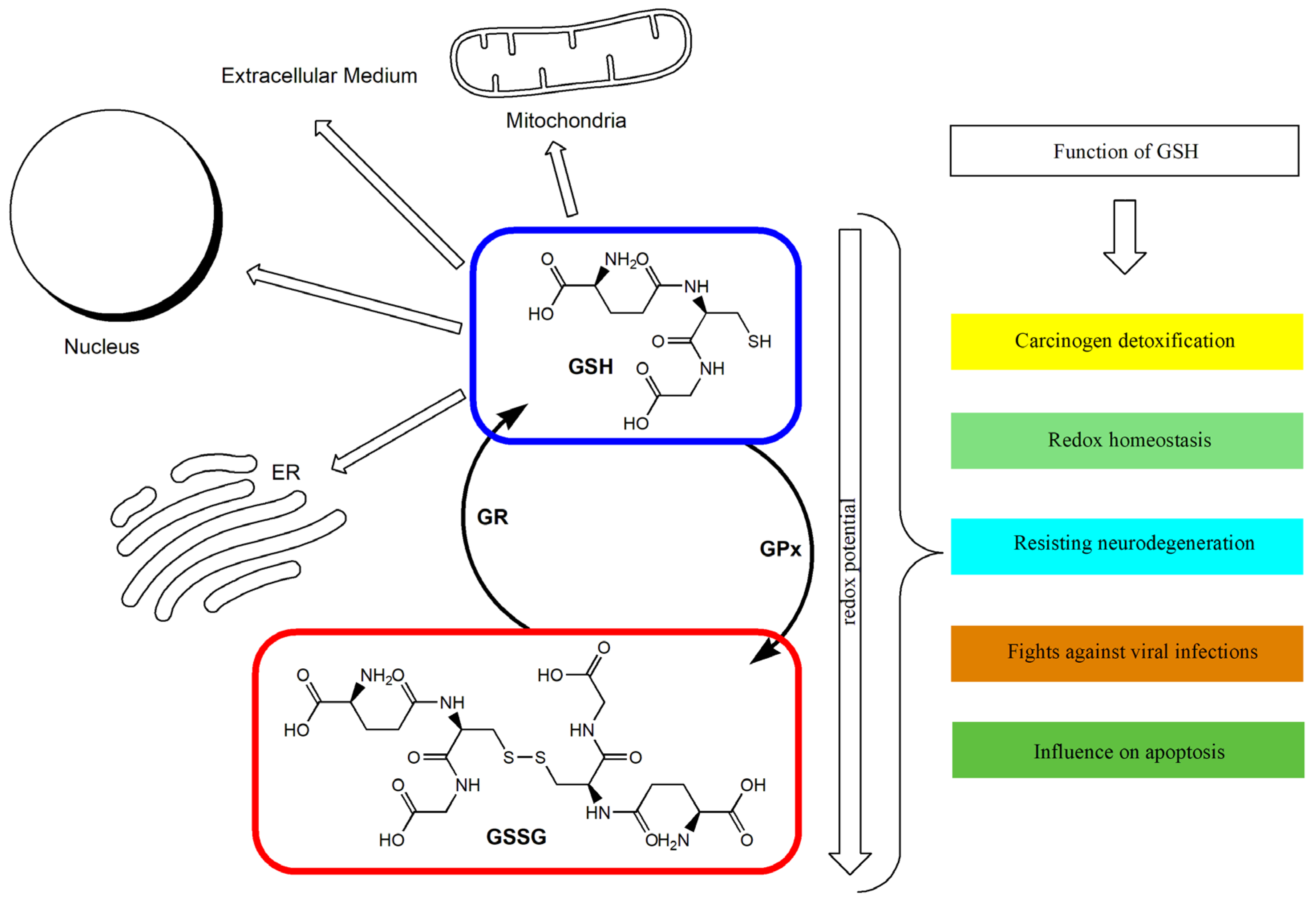 Antioxidants 12 01325 g001