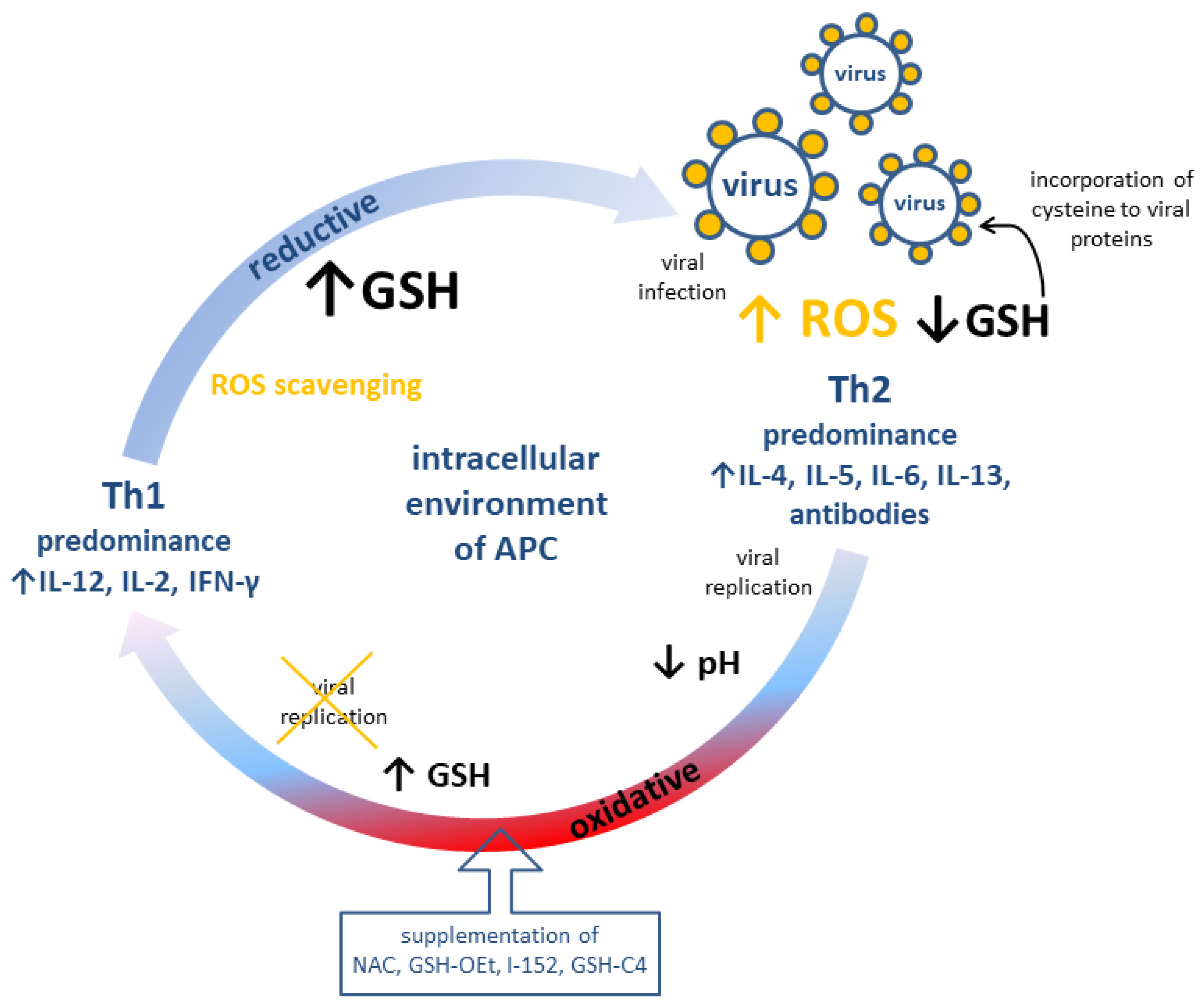 Antioxidants 12 01325 g002